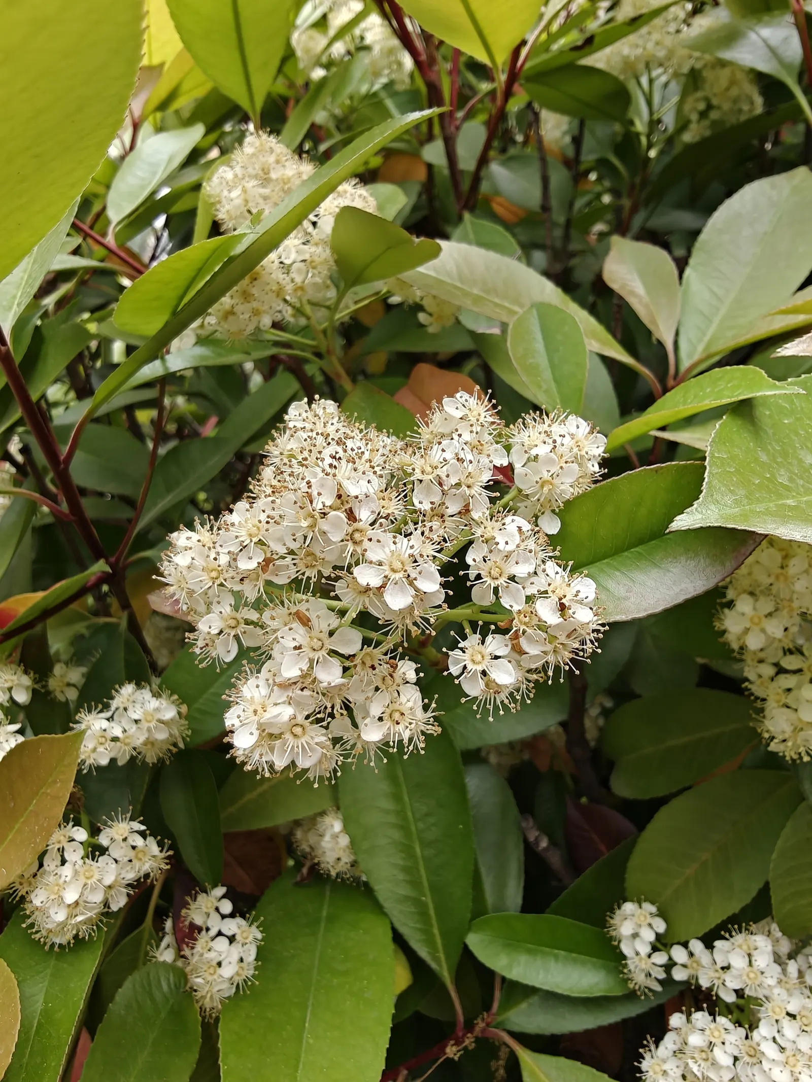 Chinese Photinia (Photinia Serratifolia) — and demonstrates respectable drought tolerance once established; evergreen shrub that offers a vibrant display in