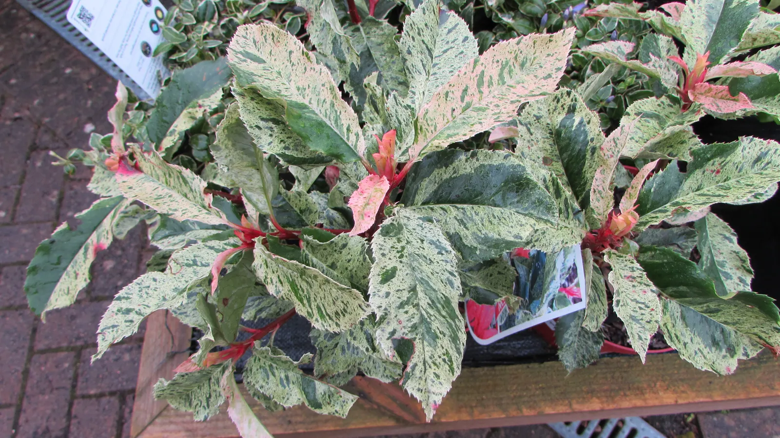 Chinese Photinia (Photinia Serratifolia) — making it an excellent choice for privacy screens or hedging; its lustrous leaves boast a leathery texture and