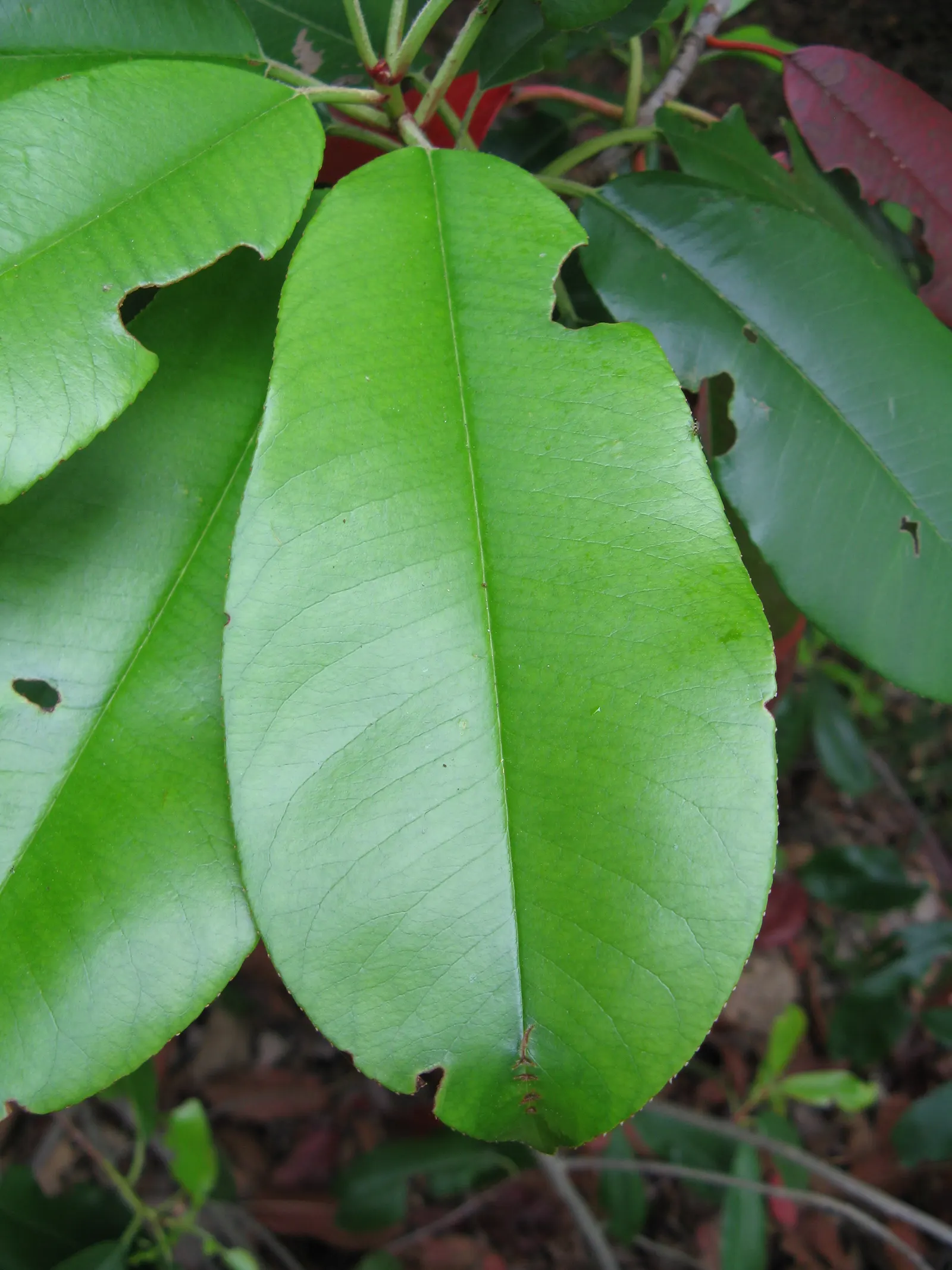 Chinese Photinia (Photinia Serratifolia) — Its lustrous leaves boast a leathery texture and serrated margins