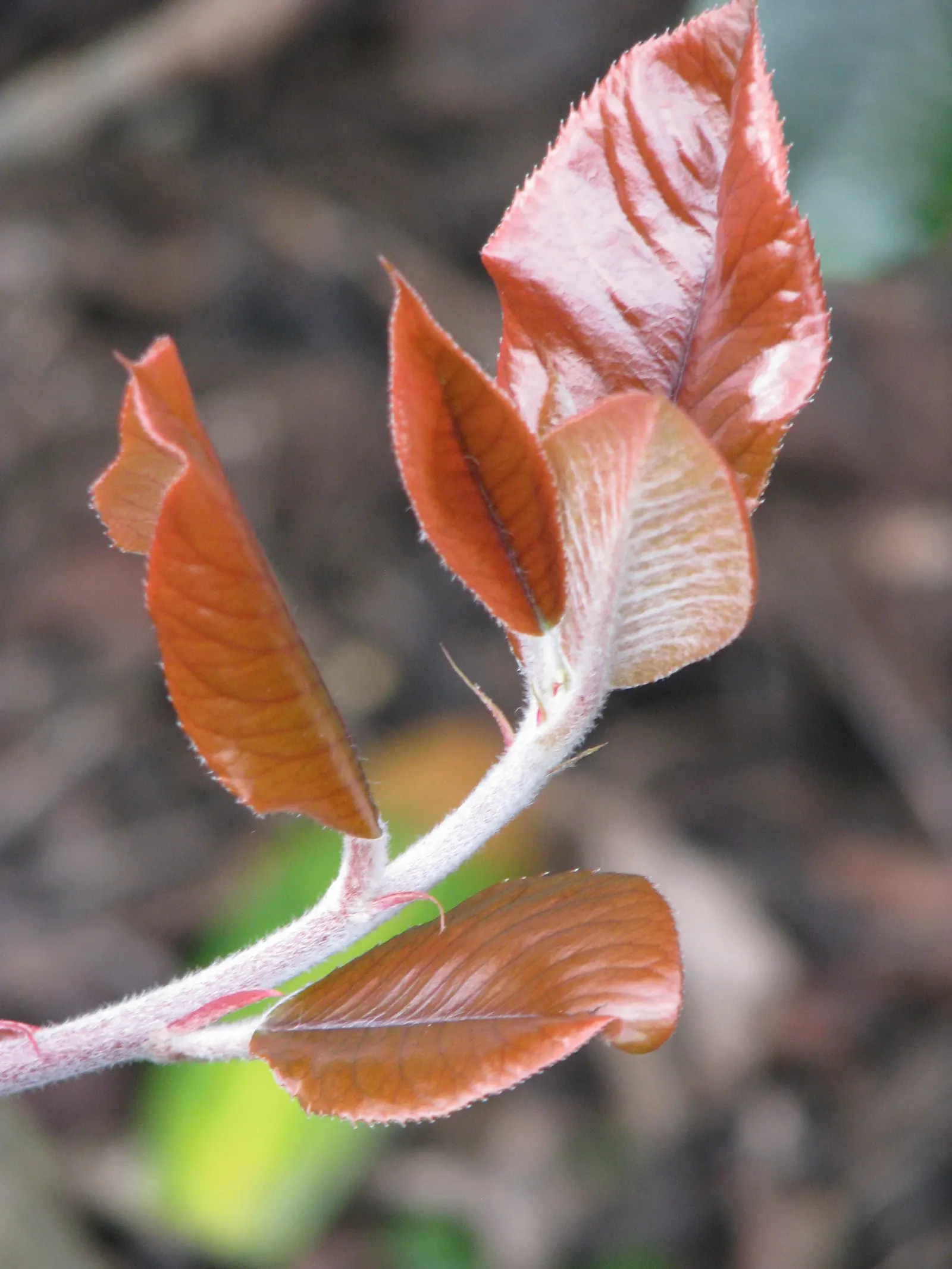 Chinese Photinia (Photinia Serratifolia) — It features glossy, serrated leaves and clusters of white flowers in spring, followed by red berries, image 47