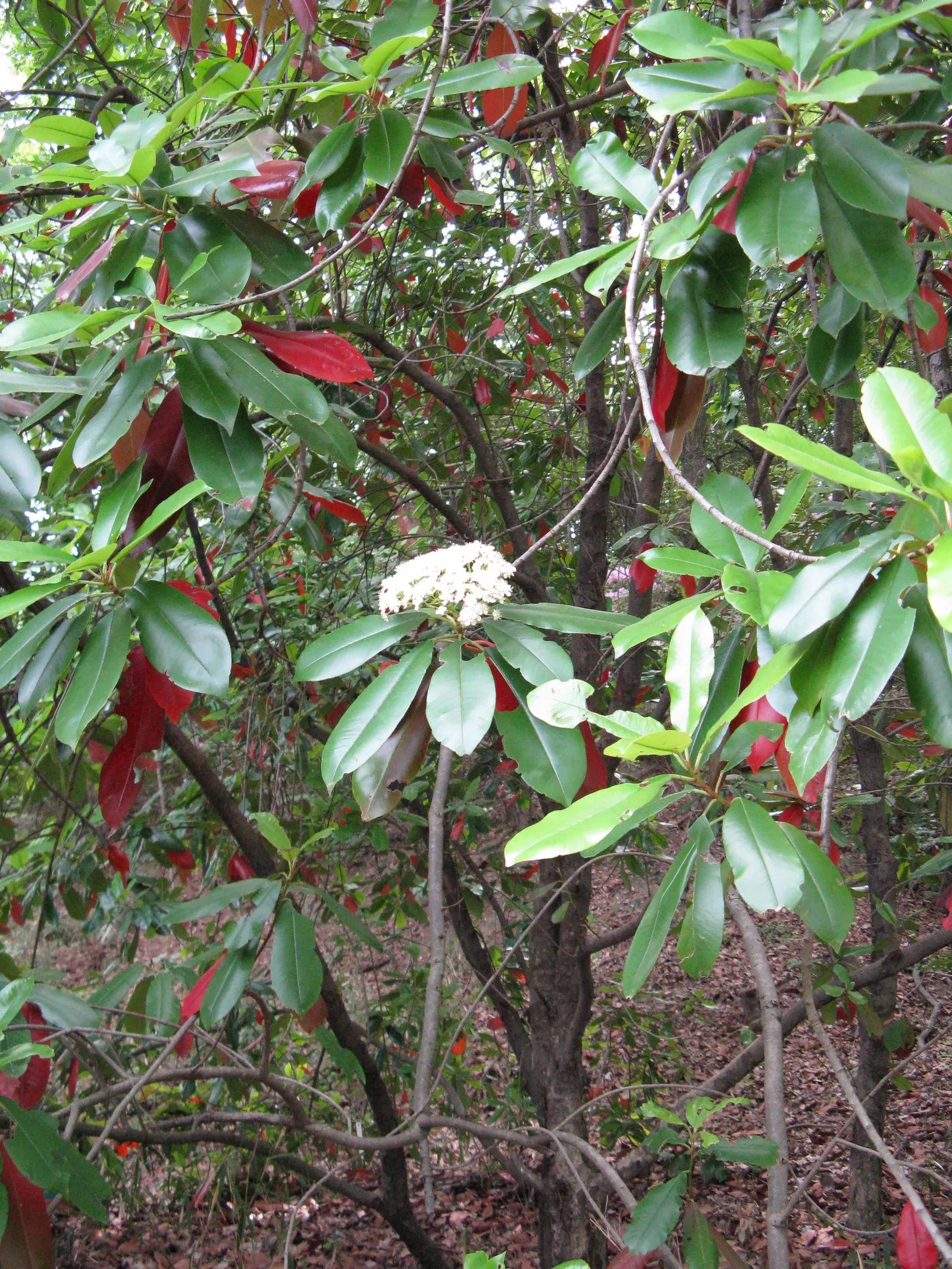 Chinese Photinia (Photinia Serratifolia) — It features glossy, serrated leaves and clusters of white flowers in spring, followed by red berries