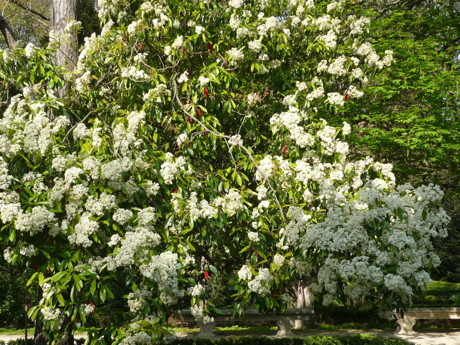 Chinese Photinia (Photinia Serratifolia) — Regular pruning will enhance its dense; following the flowering period