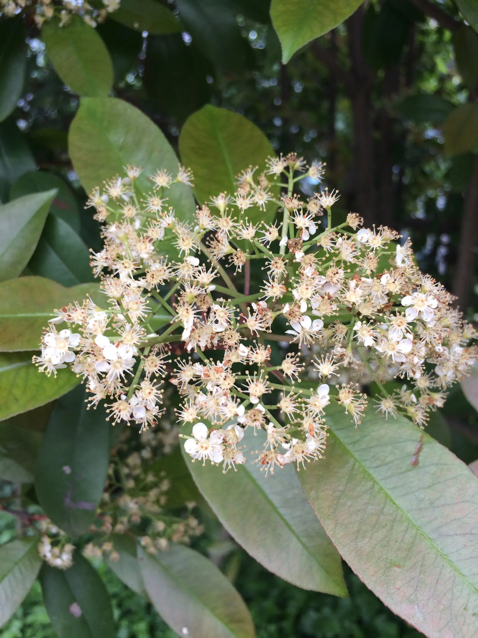 Chinese Photinia (Photinia Serratifolia) — Hardy to USDA zones 7-9, it's a low-maintenance addition to any landscape; exhibit a striking bronze-red color that