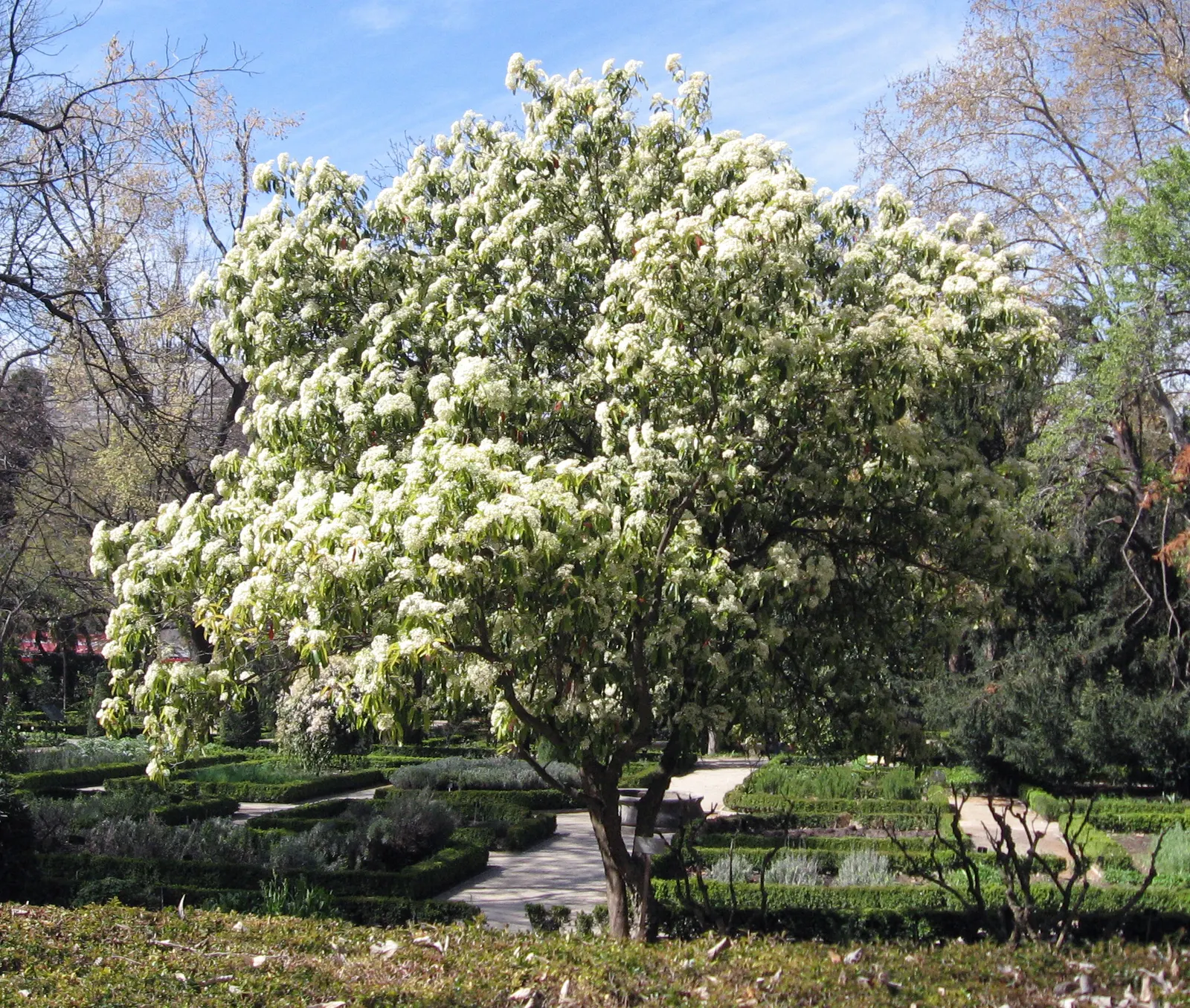 Chinese Photinia (Photinia Serratifolia) — making it an excellent choice for privacy screens or hedging; its lustrous leaves boast a leathery, image 52