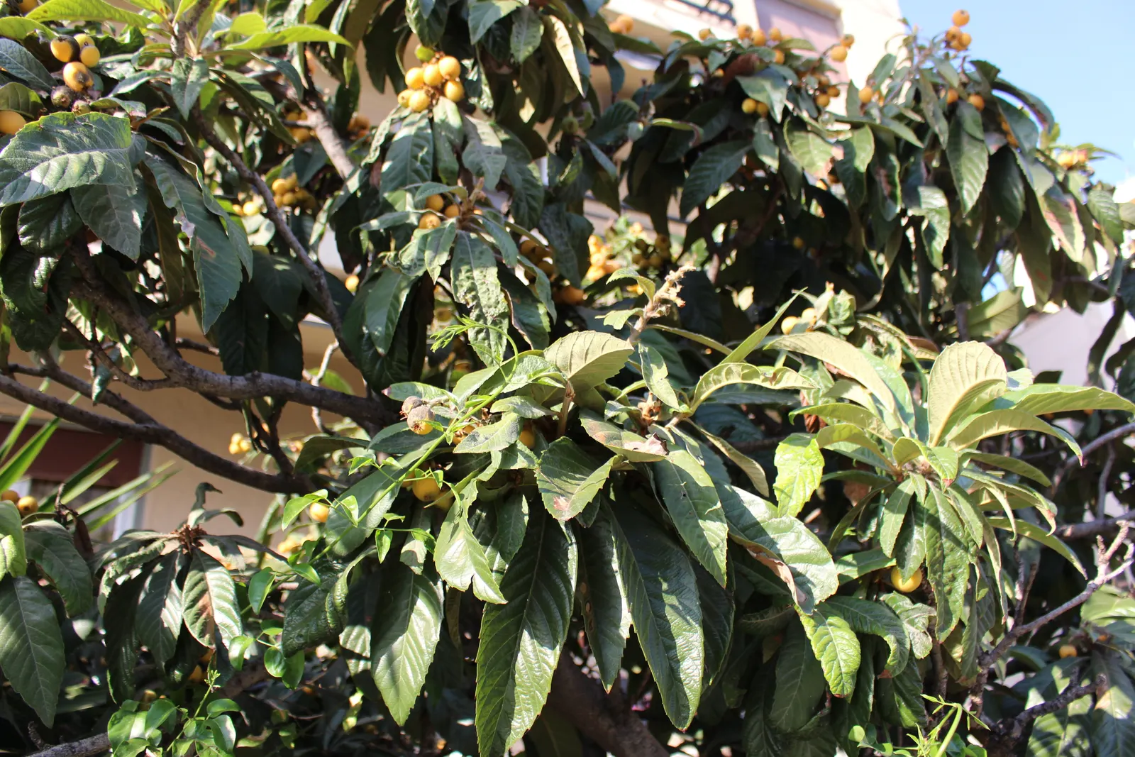 Chinese Photinia (Photinia Serratifolia) — Adaptable to various soils, it's ideal for hedges or screens, preferring full sun to partial shade; it, image 48
