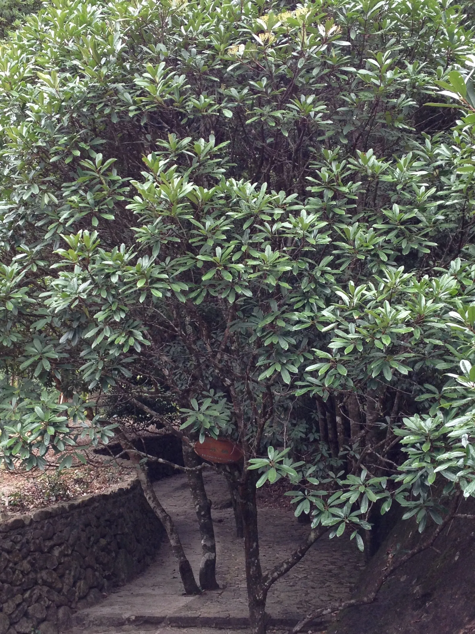 Chinese Photinia (Photinia Serratifolia) — The Chinese Photinia (Photinia serratifolia) thrives as an evergreen shrub or small tree; adaptable to various
