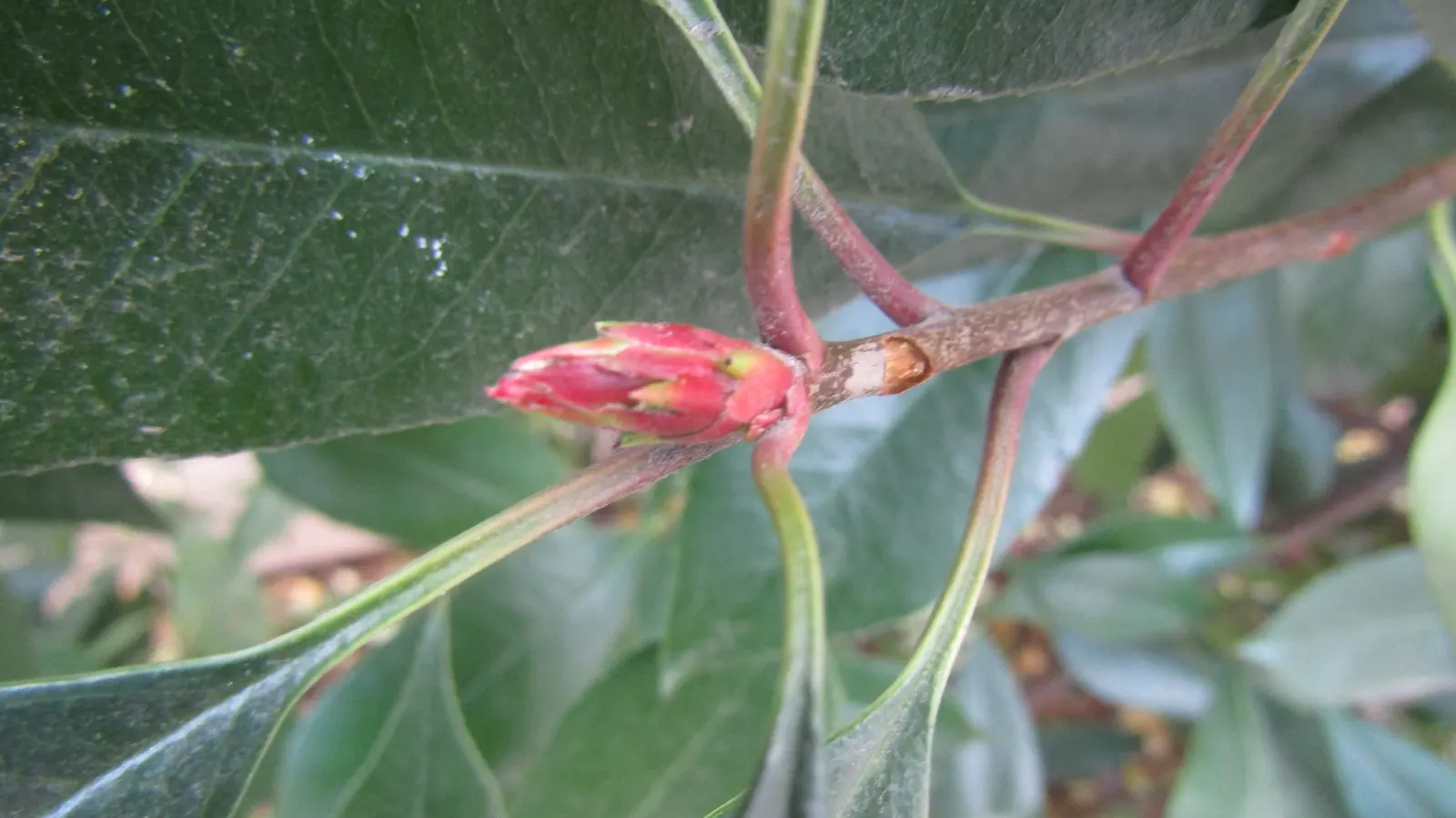 Chinese Photinia (Photinia Serratifolia) — broadleaf evergreen / shrub / tree for full or half; consider its ample size and seasonal color transformations