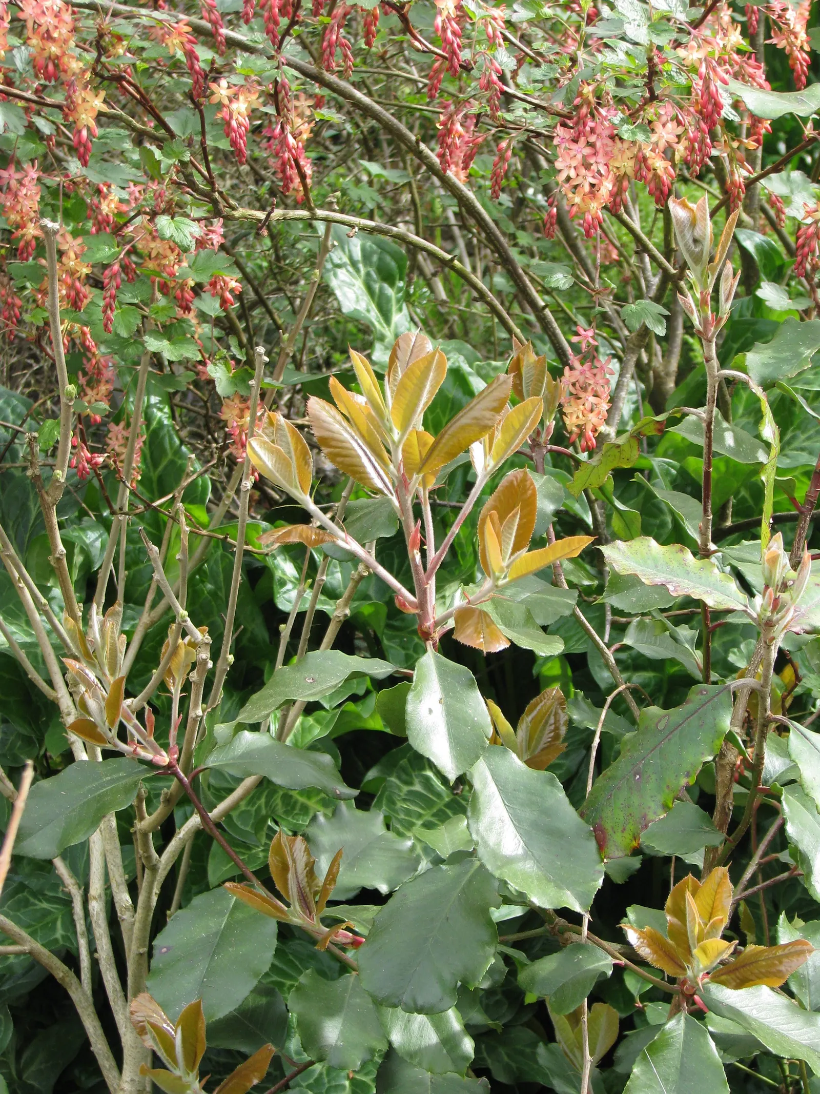 Chinese Photinia (Photinia Serratifolia) — Adaptable to various soils, it's ideal for hedges or screens, preferring full sun to partial shade