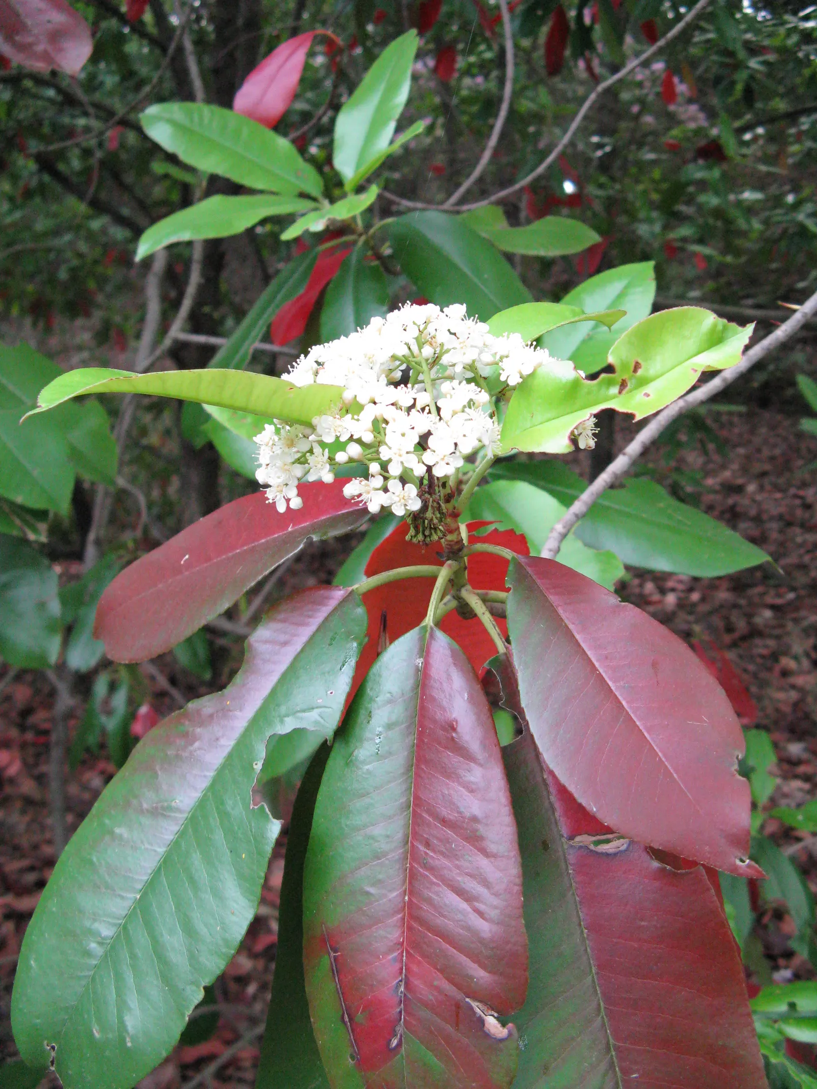 Chinese Photinia (Photinia Serratifolia) — making it an excellent choice for privacy screens or hedging