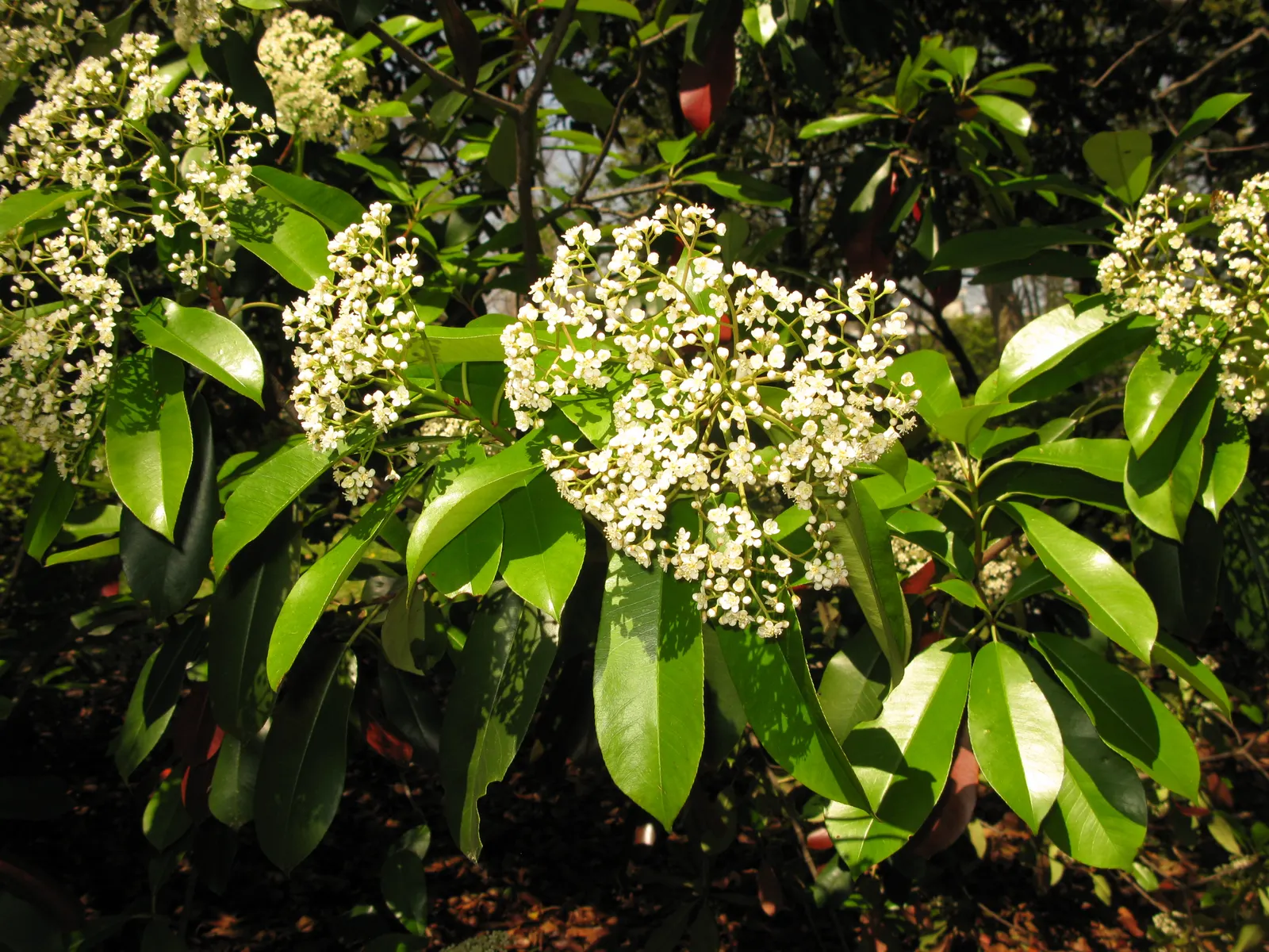 Chinese Photinia (Photinia Serratifolia) — provided they are well-drained; broadleaf evergreen / shrub / tree with white blooms