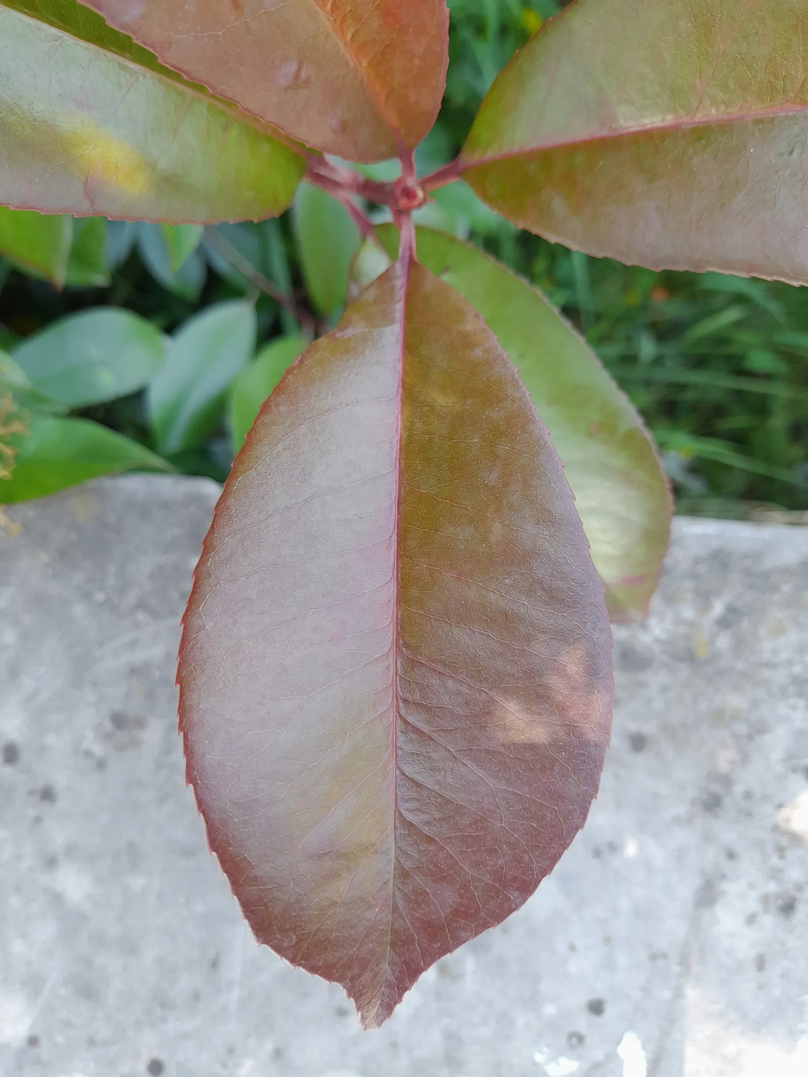 Chinese Photinia (Photinia Serratifolia) — broadleaf evergreen / shrub / tree with white blooms