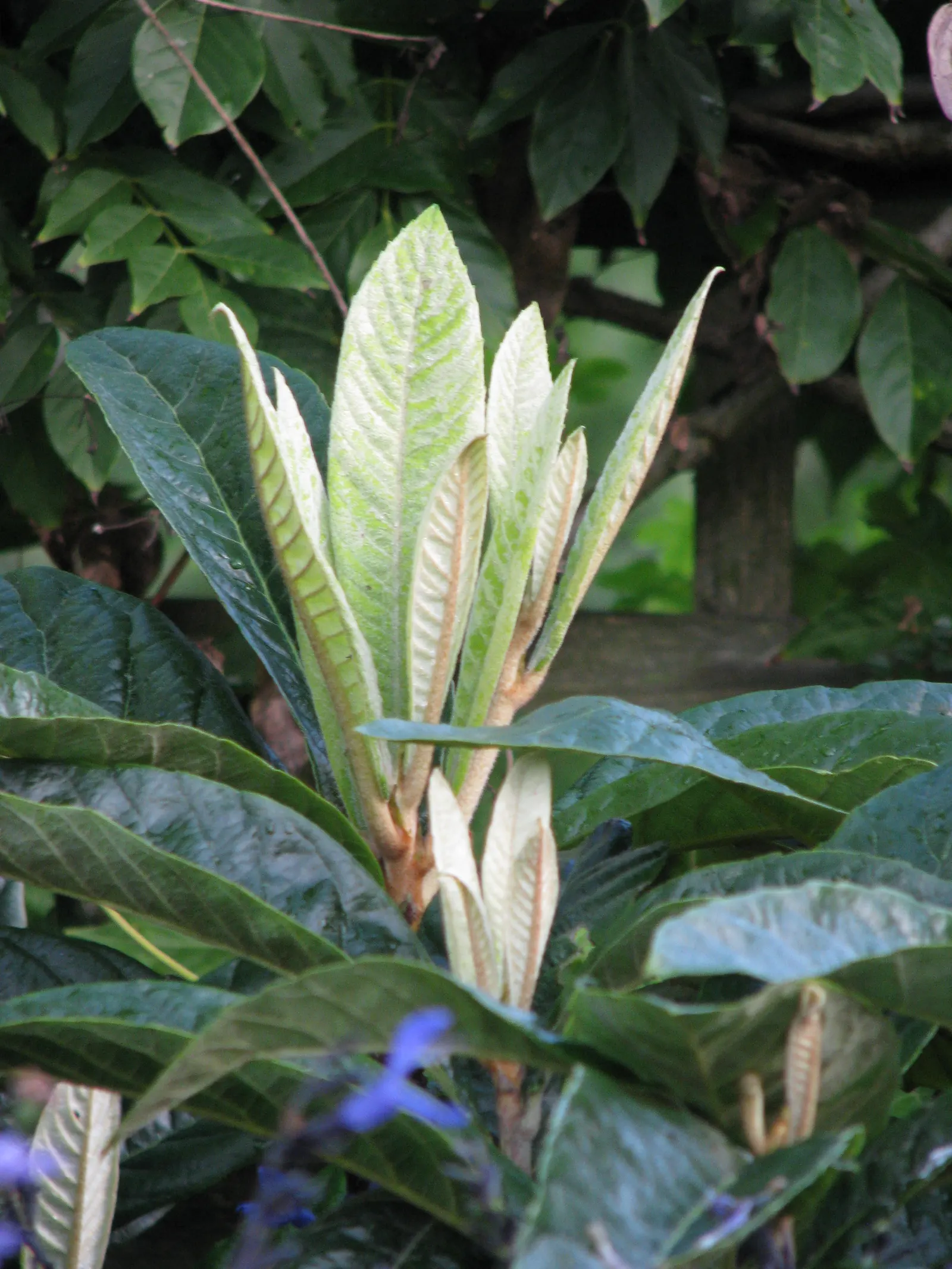 Chinese Photinia (Photinia Serratifolia) — Following the flowering period; broadleaf evergreen / shrub / tree for full or half