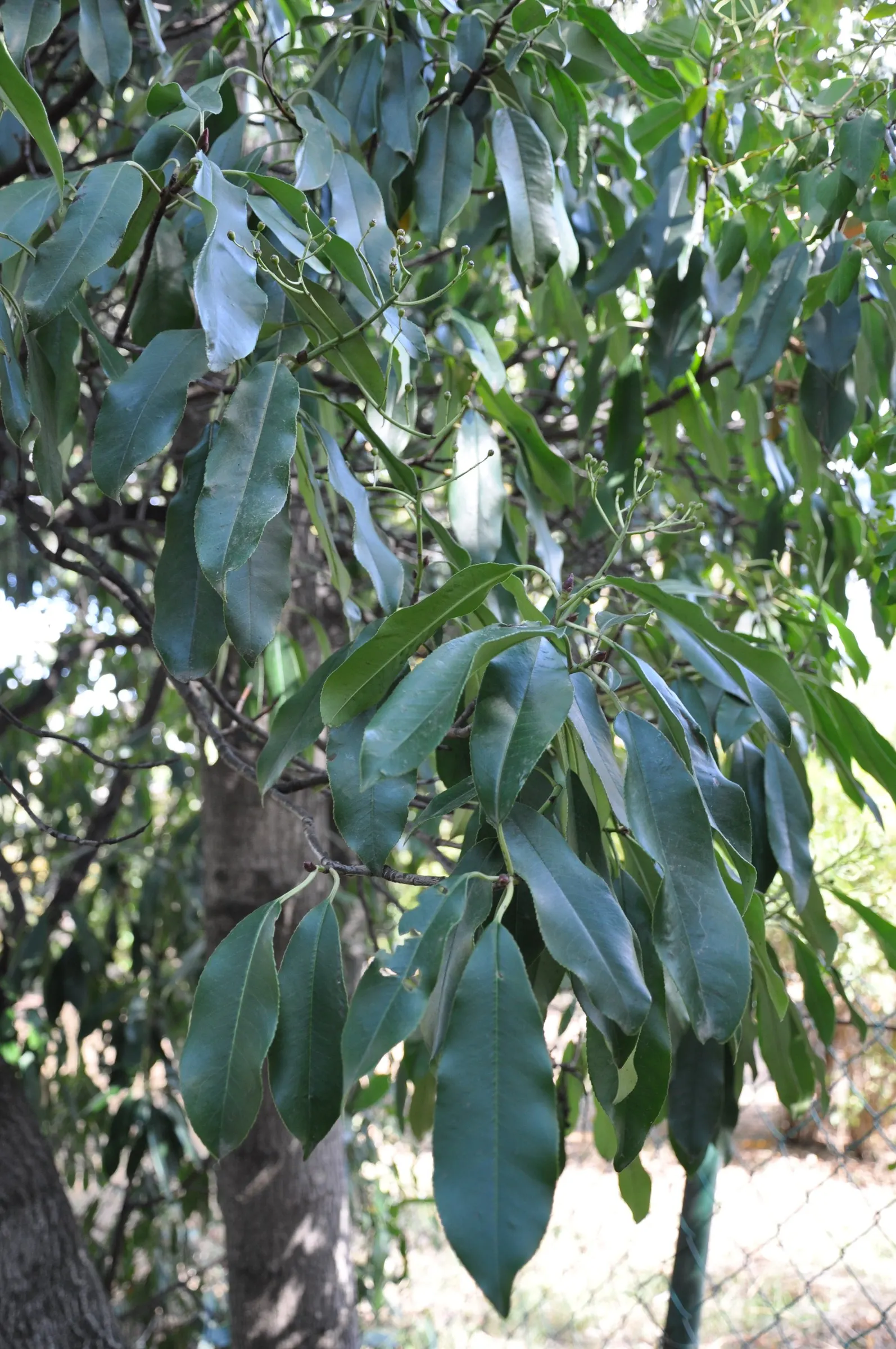 Chinese Photinia (Photinia Serratifolia) — exhibit a striking bronze-red color that matures into a deep; the Chinese Photinia (Photinia serratifolia) thrives