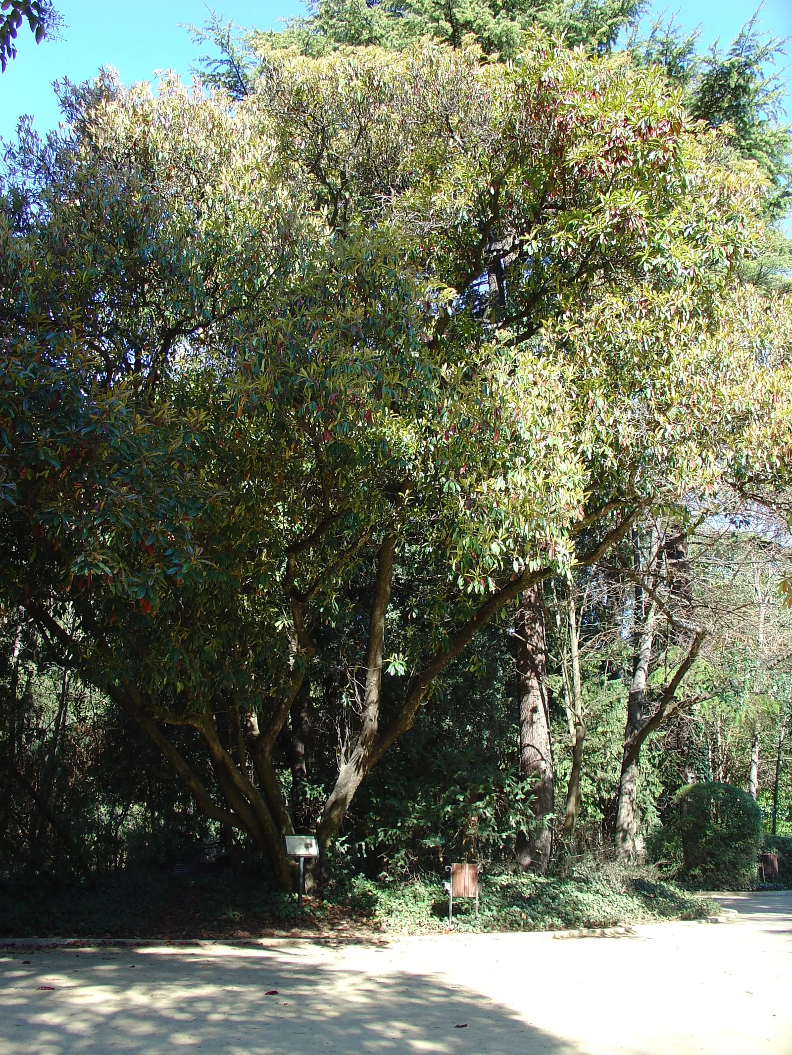 Chinese Photinia (Photinia Serratifolia) — It tolerates a range of soil types
