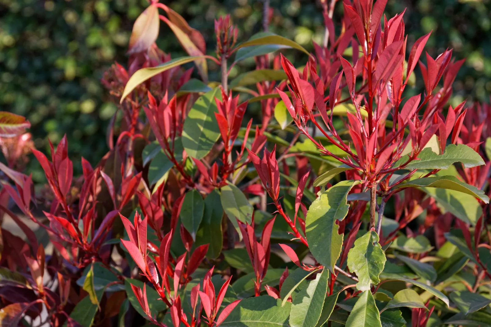 Chinese Photinia (Photinia Serratifolia) — typically growing to 5 to 8 inches in diameter; it tolerates a range of soil types