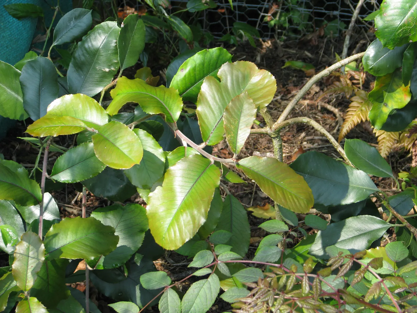 Chinese Photinia (Photinia Serratifolia) — The Chinese Photinia (Photinia serratifolia) thrives as an evergreen shrub or small tree; adaptable to, image 45