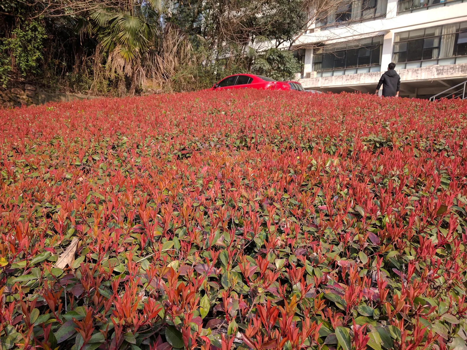 Chinese Photinia (Photinia Serratifolia) — evergreen shrub that offers a vibrant display in any garden landscape; and demonstrates respectable, image 50