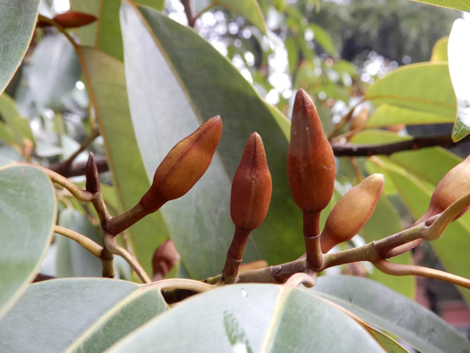 Chinese Photinia (Photinia Serratifolia) — exhibit a striking bronze-red color that matures into a deep