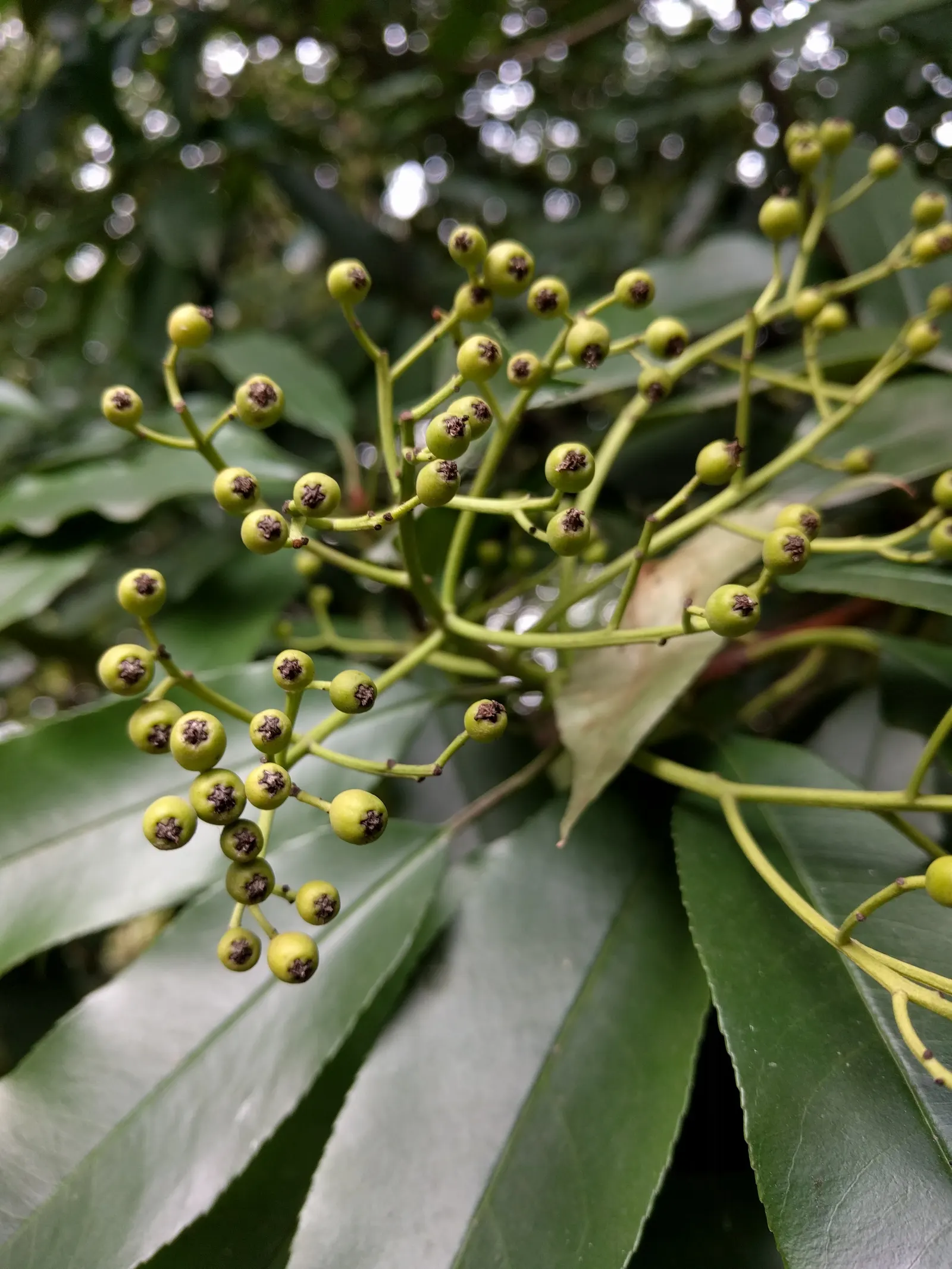 Chinese Photinia (Photinia Serratifolia) — evergreen shrub that offers a vibrant display in any garden landscape; and demonstrates respectable drought