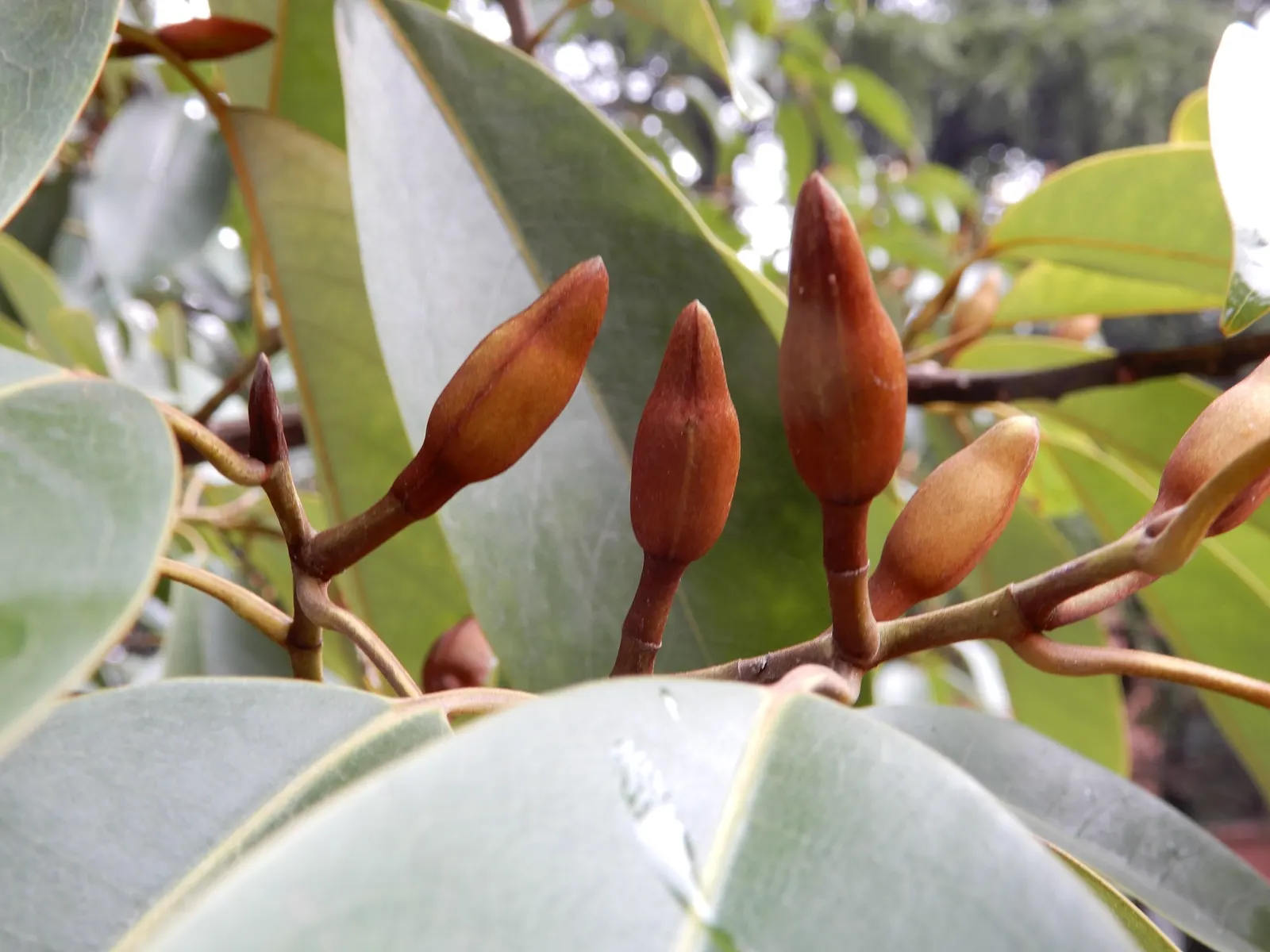 Chinese Photinia (Photinia Serratifolia) — glossy green.<br><br>Spring brings forth clusters of modest; making it an excellent choice for privacy screens or