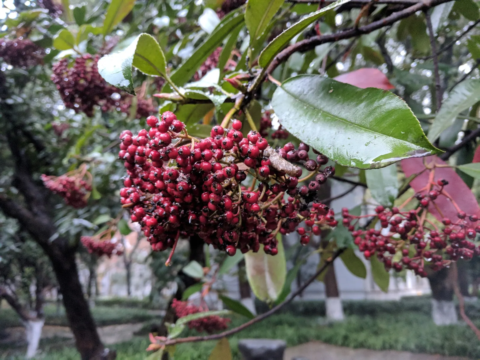Chinese Photinia (Photinia Serratifolia) — preferring full sun to partial shade exposures; this substantial plant can reach an impressive height of 10 to 15