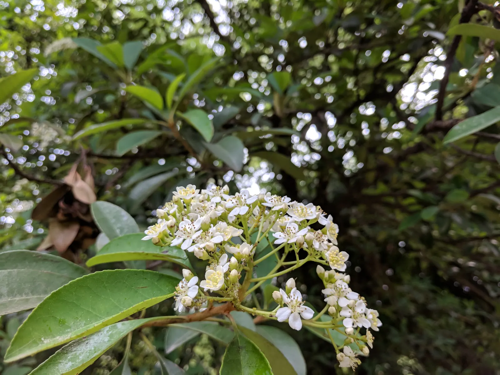 Chinese Photinia (Photinia Serratifolia) — It features glossy, serrated leaves and clusters of white flowers in spring, followed by red berries; regular