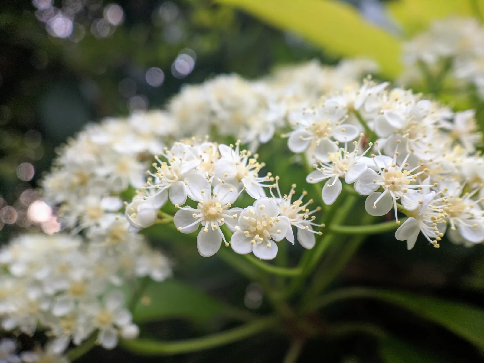 Chinese Photinia (Photinia Serratifolia) — This substantial plant can reach an impressive height of 10 to 15 feet with a similar spread