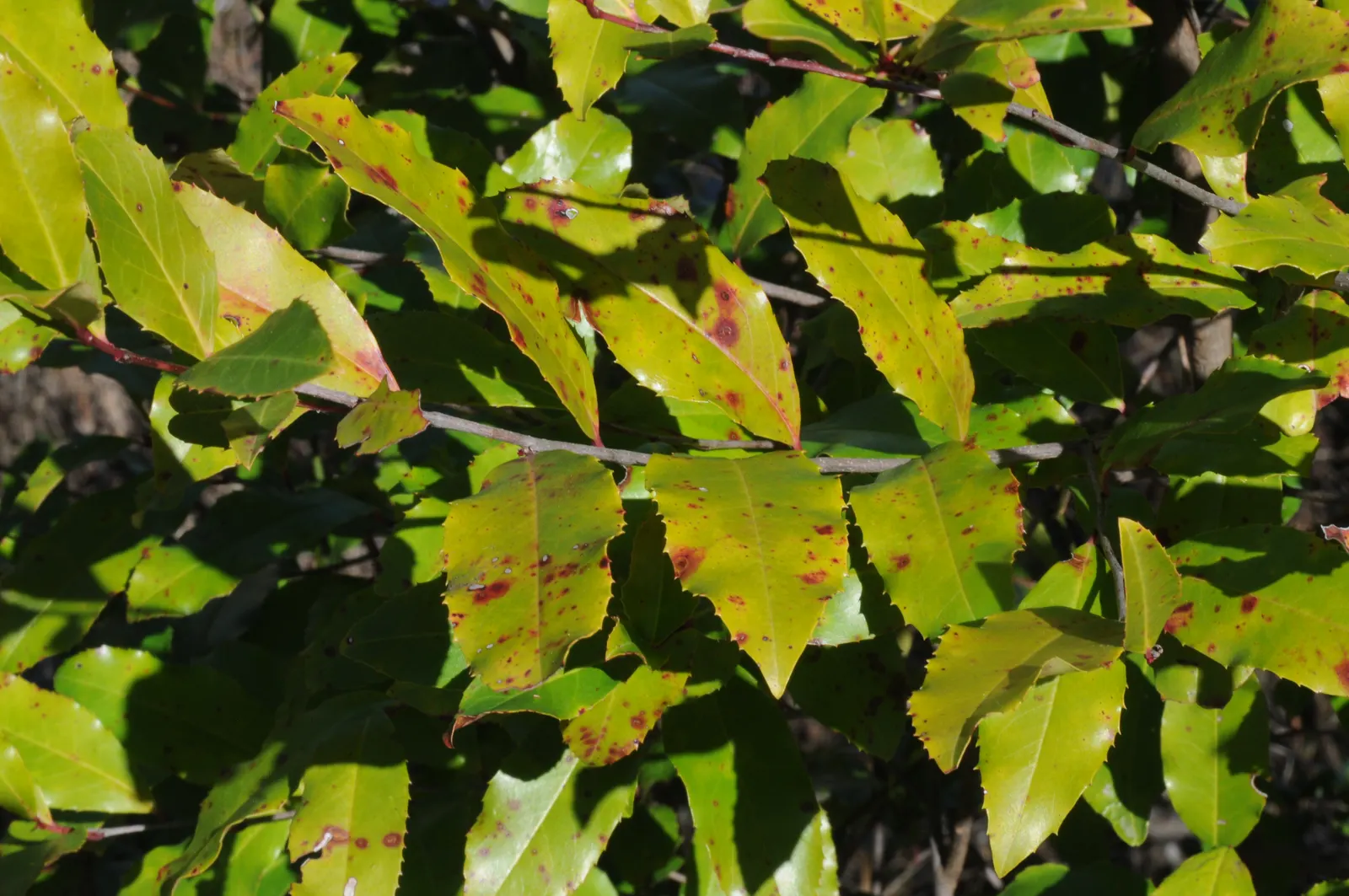 Chinese Photinia (Photinia Serratifolia) — and demonstrates respectable drought tolerance once established