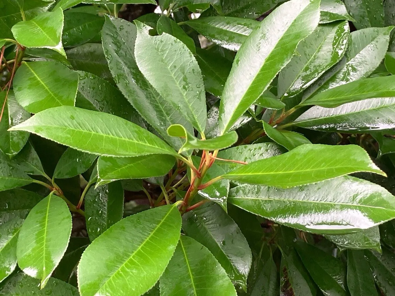 Chinese Photinia (Photinia Serratifolia) — preferring full sun to partial shade exposures