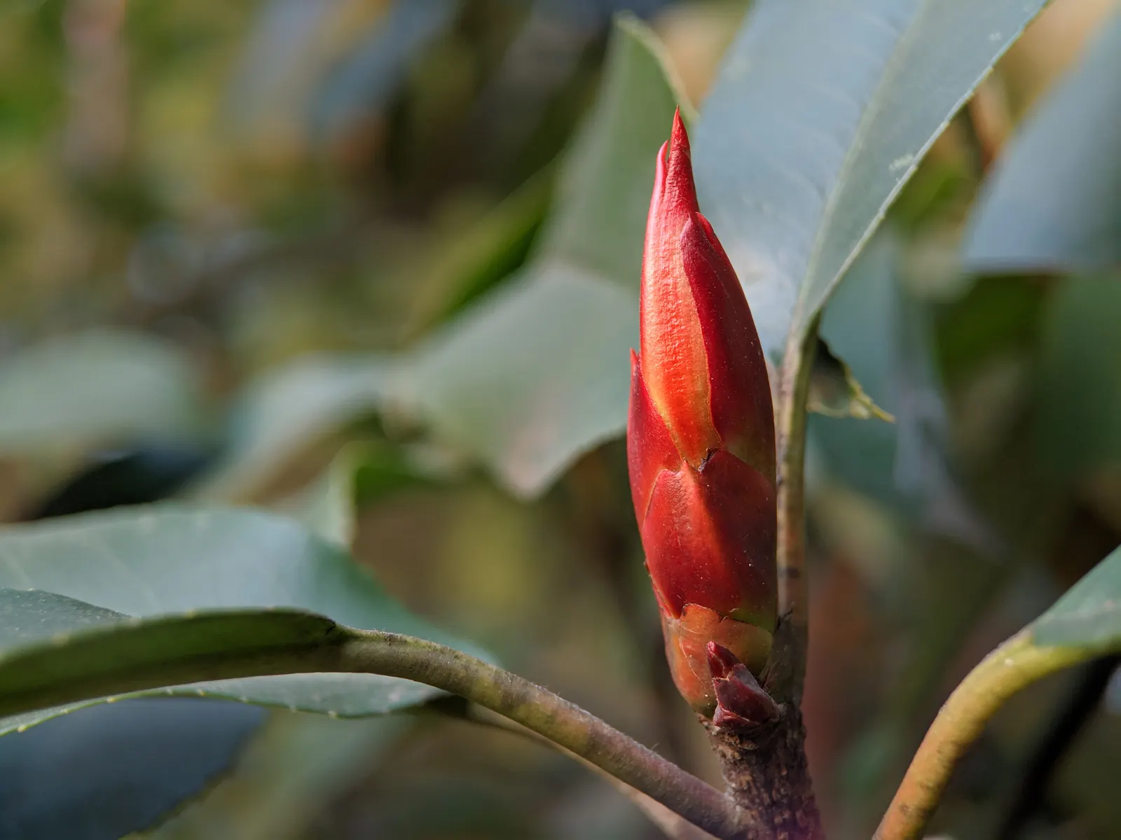 Chinese Photinia (Photinia Serratifolia) — broadleaf evergreen / shrub / tree with white blooms; typically growing to 5 to 8 inches in diameter