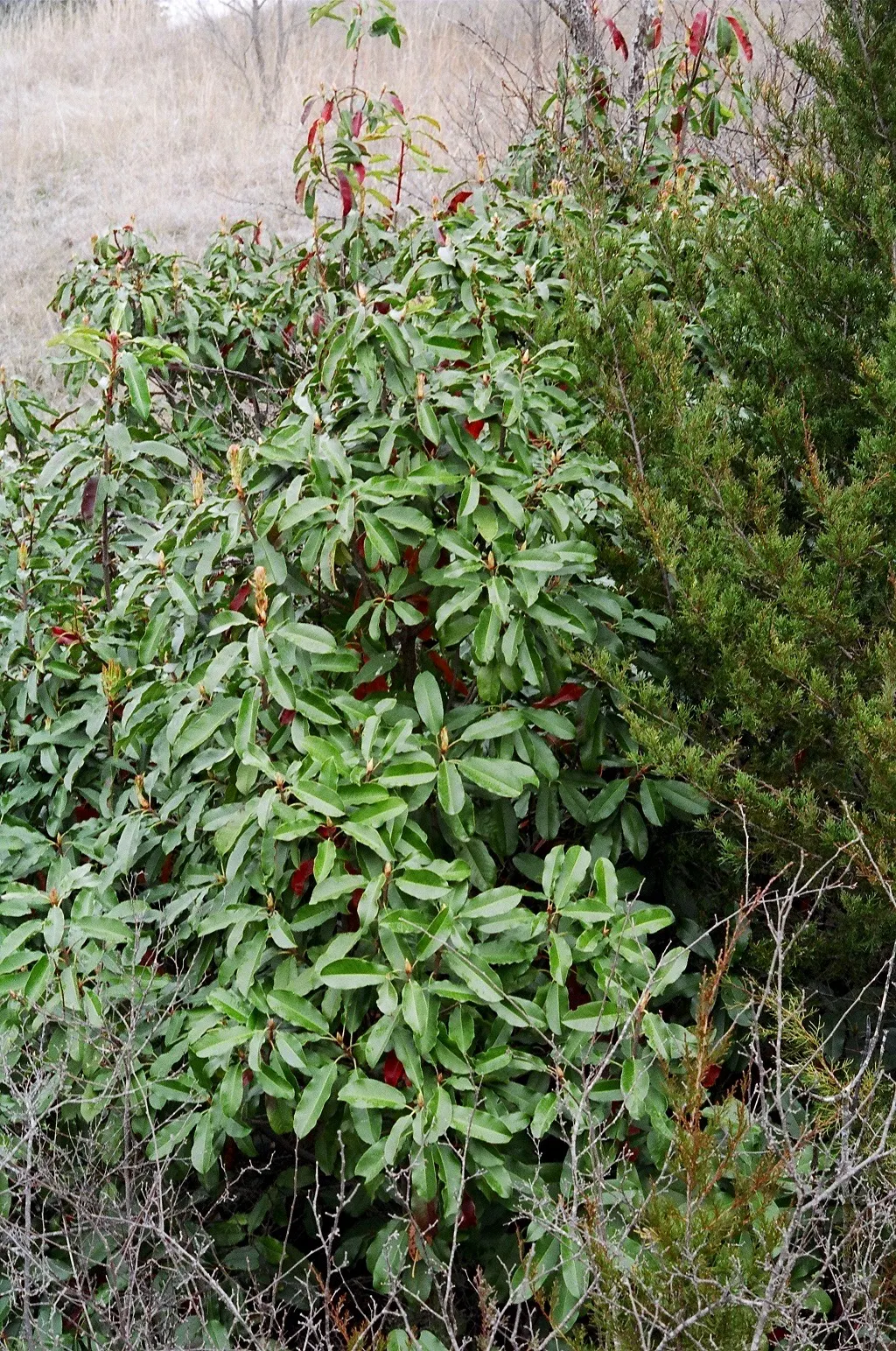 Chinese Photinia (Photinia Serratifolia) — The Chinese Photinia (Photinia serratifolia) thrives as an evergreen shrub or small tree