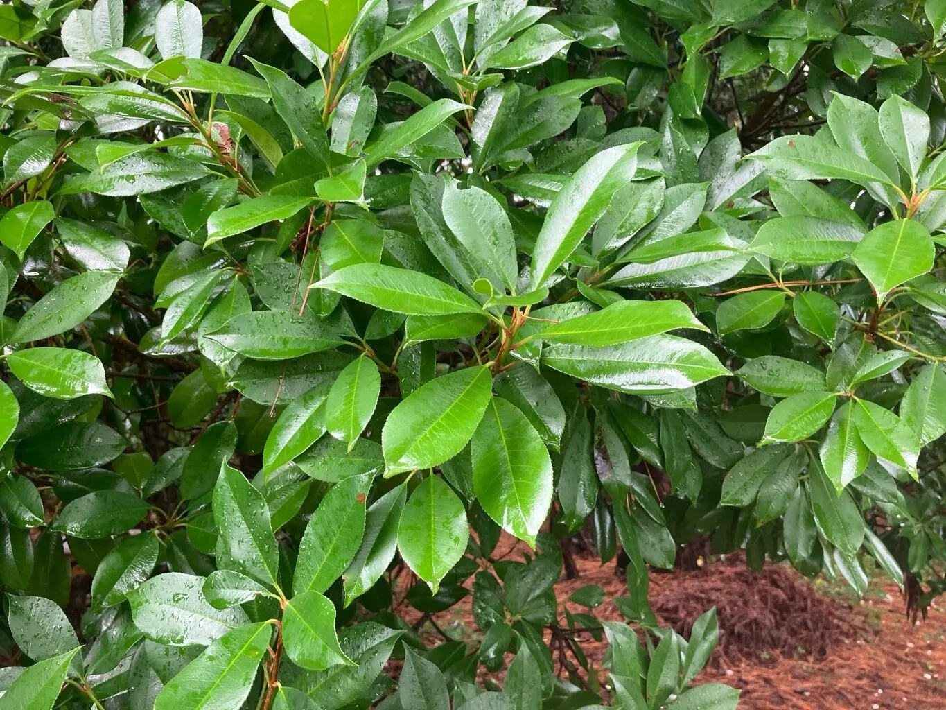 Chinese Photinia (Photinia Serratifolia) — glossy green.<br><br>Spring brings forth clusters of modest