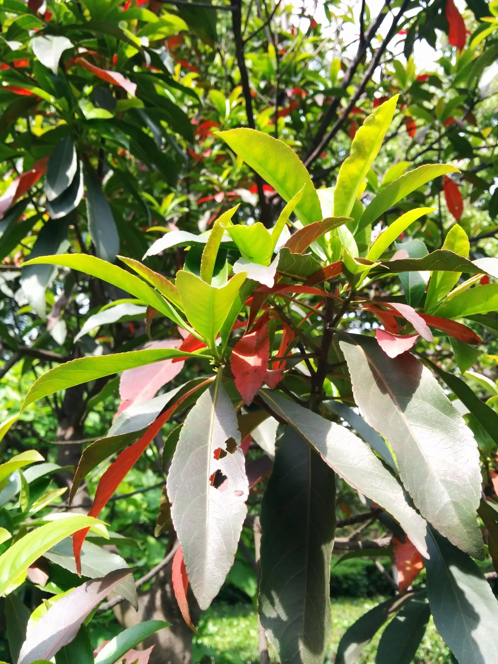 Chinese Photinia (Photinia Serratifolia) — consider its ample size and seasonal color transformations; white flowers in the garden