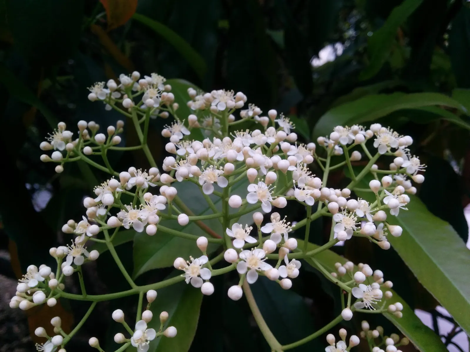 Chinese Photinia (Photinia Serratifolia) — Hardy to USDA zones 7-9, it's a low-maintenance addition to any landscape