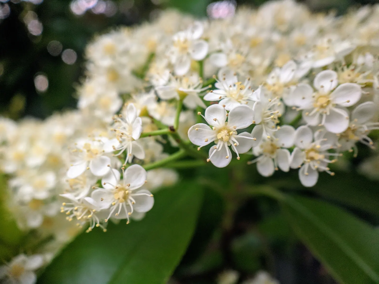Chinese Photinia (Photinia Serratifolia) — consider its ample size and seasonal color transformations