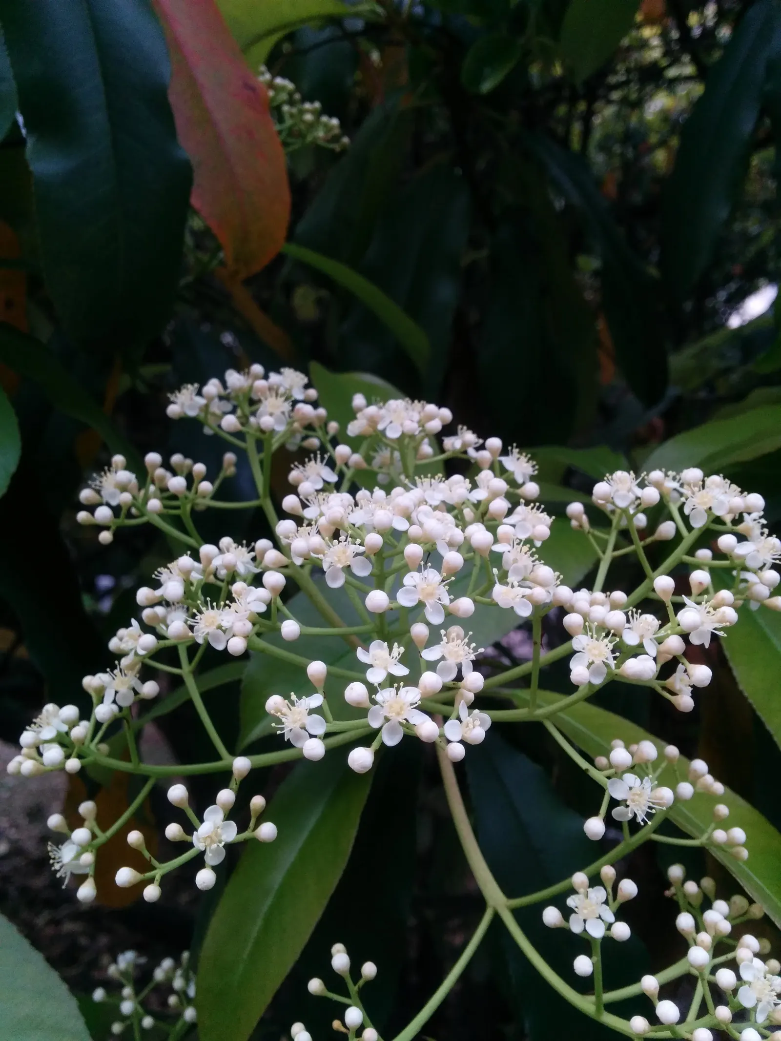 Chinese Photinia (Photinia Serratifolia) — typically growing to 5 to 8 inches in diameter