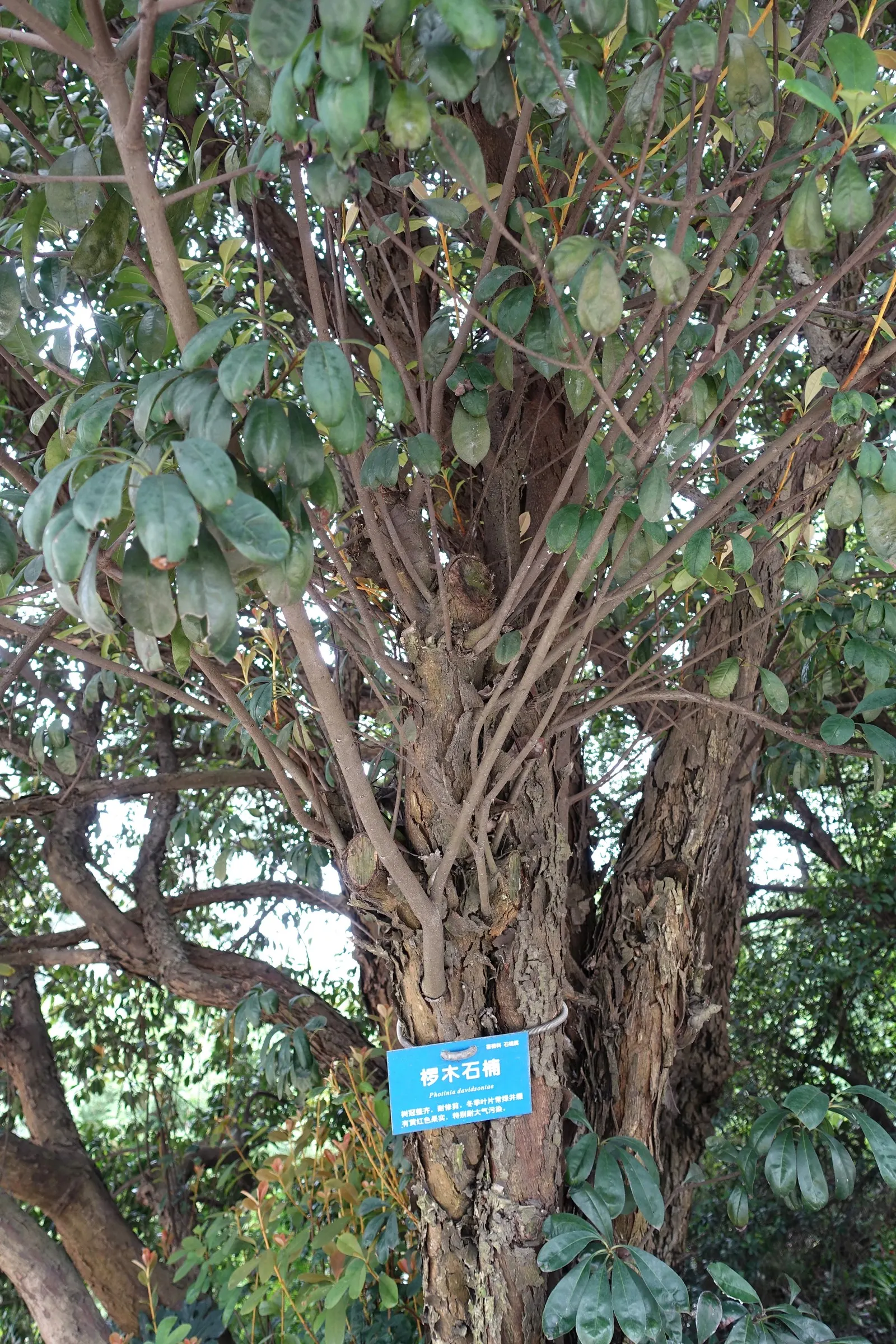 Chinese Photinia (Photinia Serratifolia) — reaching heights of 12-20 feet with an 8-12 feet spread; glossy green.<br><br>Spring brings forth clusters of modest