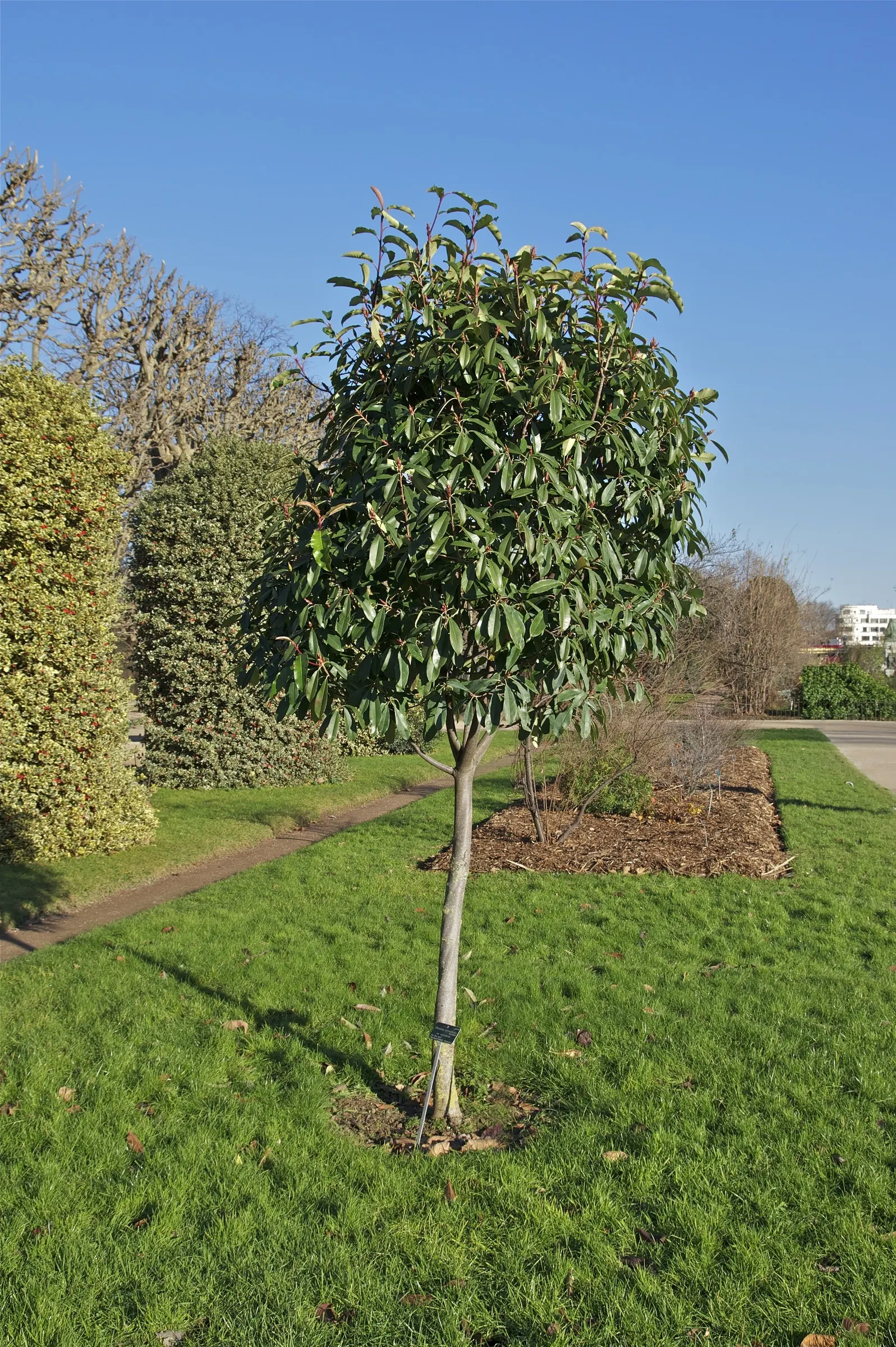 Chinese Photinia (Photinia Serratifolia) — provided they are well-drained