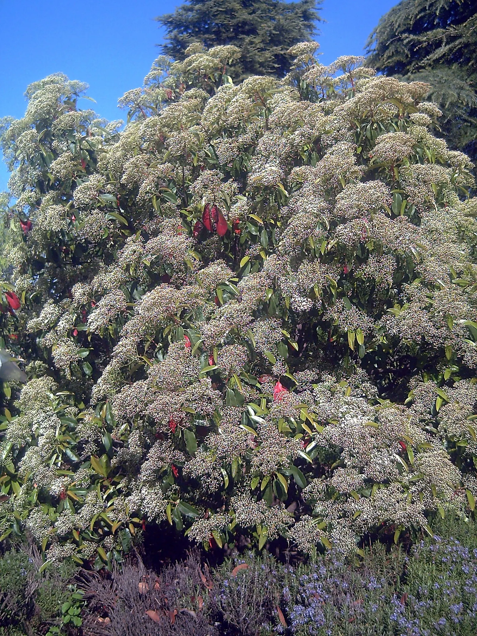 Chinese Photinia (Photinia Serratifolia) — This substantial plant can reach an impressive height of 10 to 15 feet with a similar spread; reaching, image 51