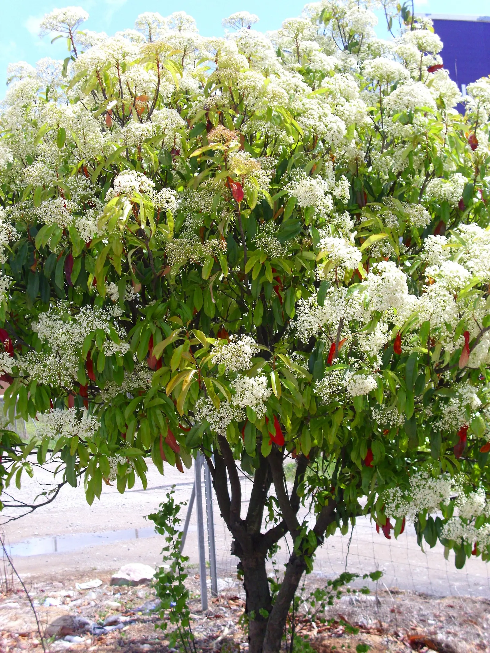 Chinese Photinia (Photinia Serratifolia) — evergreen shrub that offers a vibrant display in any garden landscape
