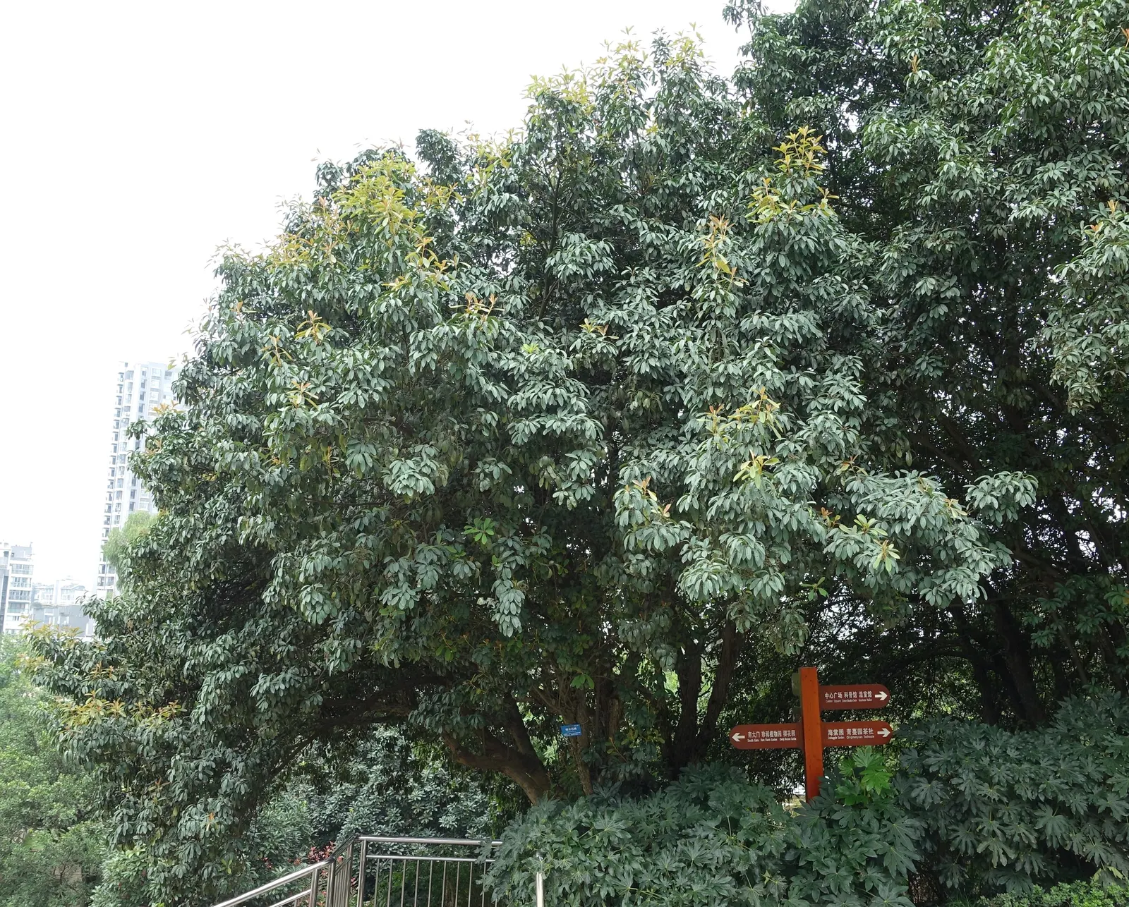 Chinese Photinia (Photinia Serratifolia) — white flowers in the garden