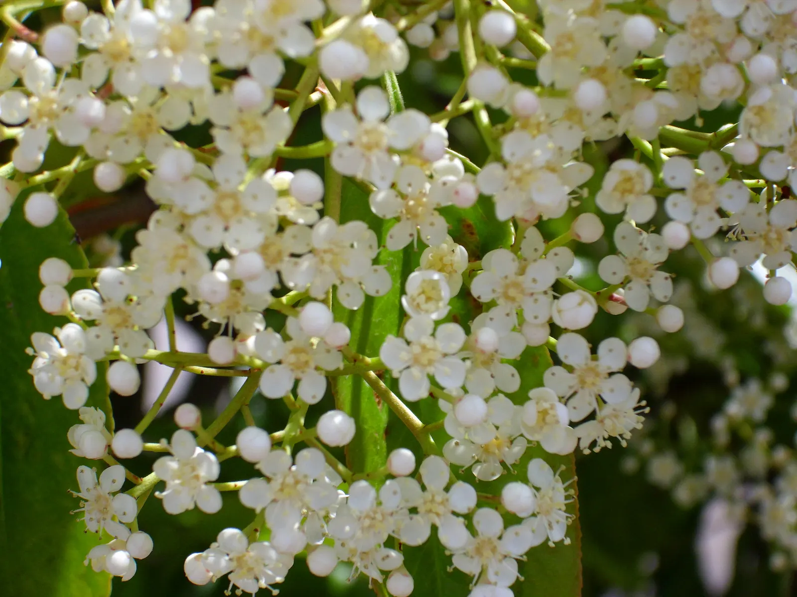 Chinese Photinia (Photinia Serratifolia) — This substantial plant can reach an impressive height of 10 to 15 feet with a similar spread; reaching heights of