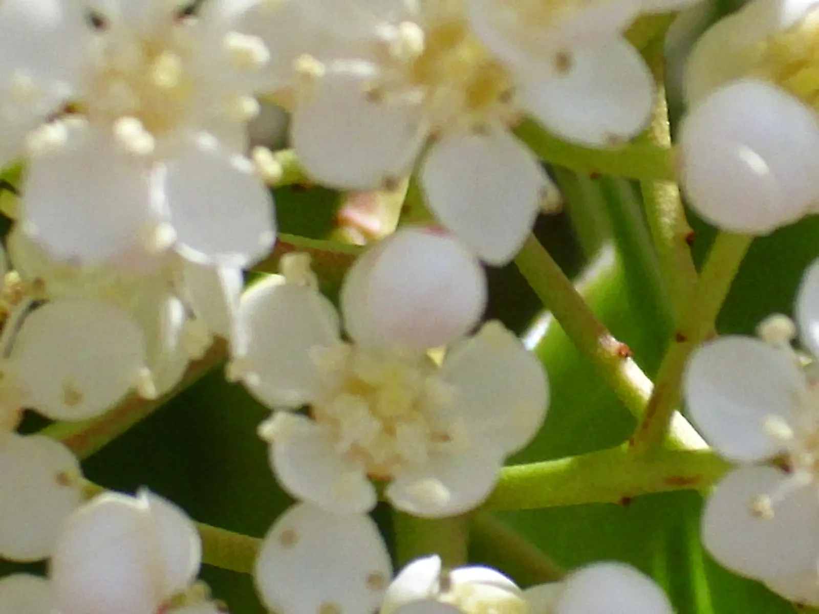 Chinese Photinia (Photinia Serratifolia) — reaching heights of 12-20 feet with an 8-12 feet spread