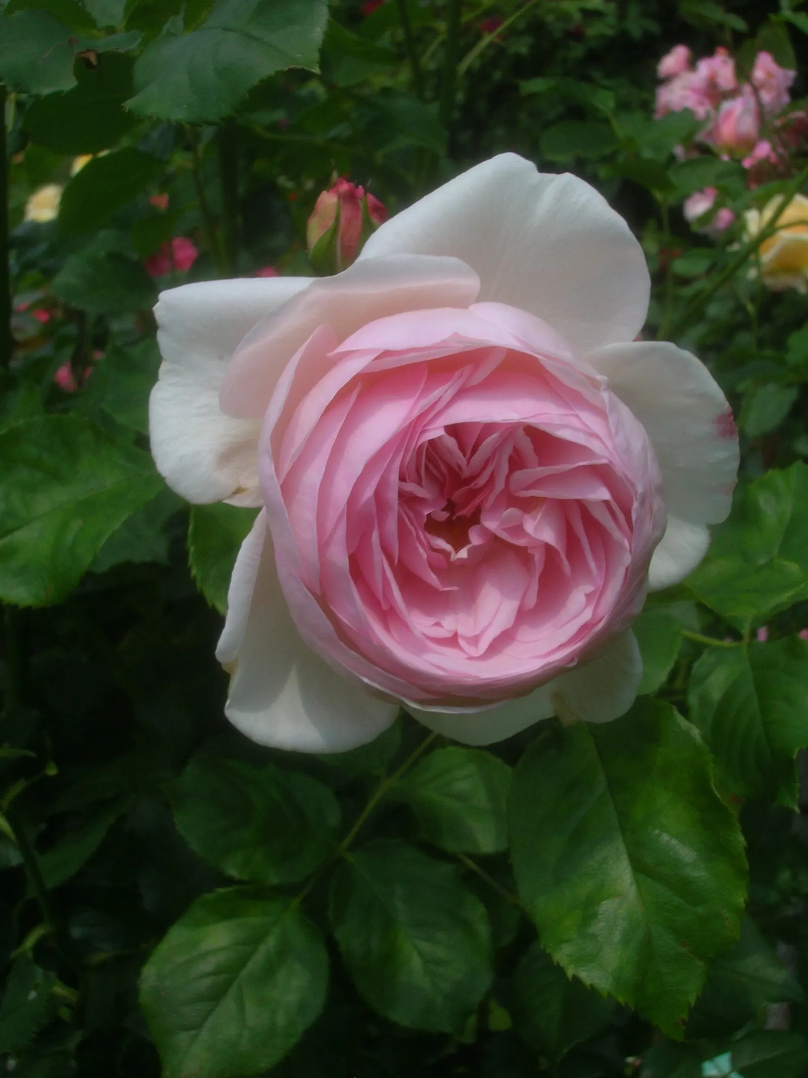 Heritage Rose (Rosa 'Heritage') — especially if deadheaded regularly to encourage new blooms