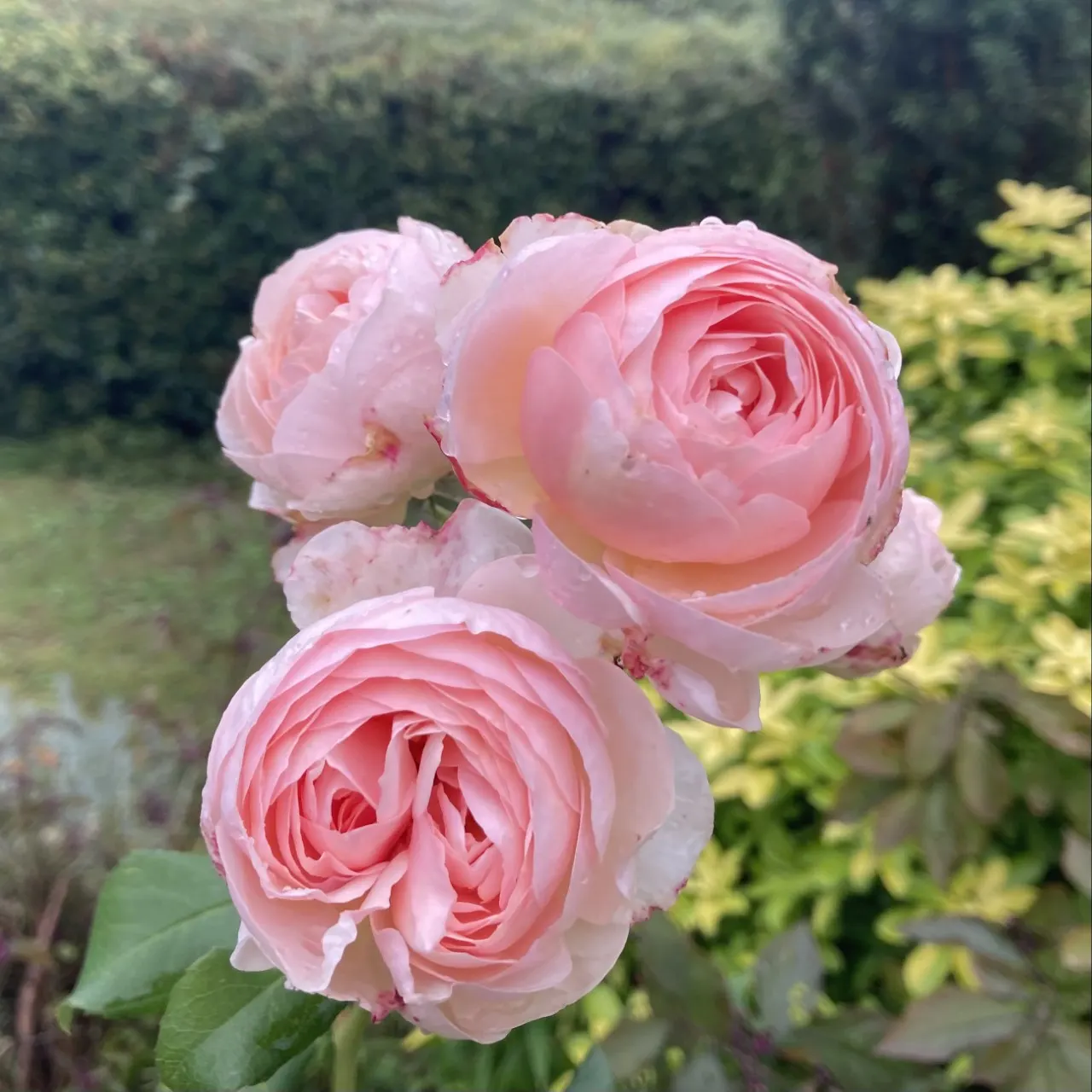 Heritage Rose (Rosa 'Heritage') — its elegant form and disease resistance make it a timeless choice for traditional and cottage gardens; incorporate organic