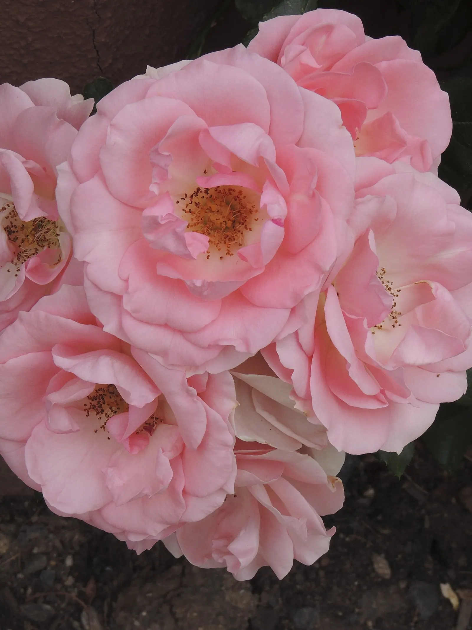 Heritage Rose (Rosa 'Heritage') — its elegant form and disease resistance make it a timeless choice for traditional and cottage gardens