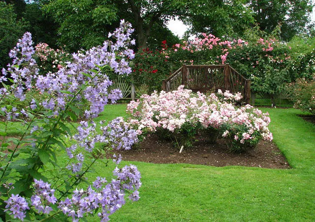 Heritage Rose (Rosa 'Heritage') — shell-pink petals which blossom into cup-shaped flowers; it thrives in full sunlight but can tolerate partial, image 55