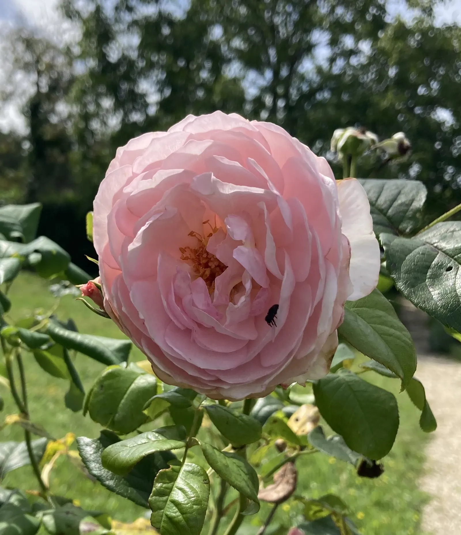 Heritage Rose (Rosa 'Heritage') — this deciduous shrub displays a bushy; ideal for borders and beds