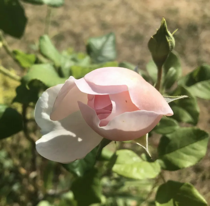 Heritage Rose (Rosa 'Heritage') — its elegant form and disease resistance make it a timeless choice for traditional and cottage gardens, image 52