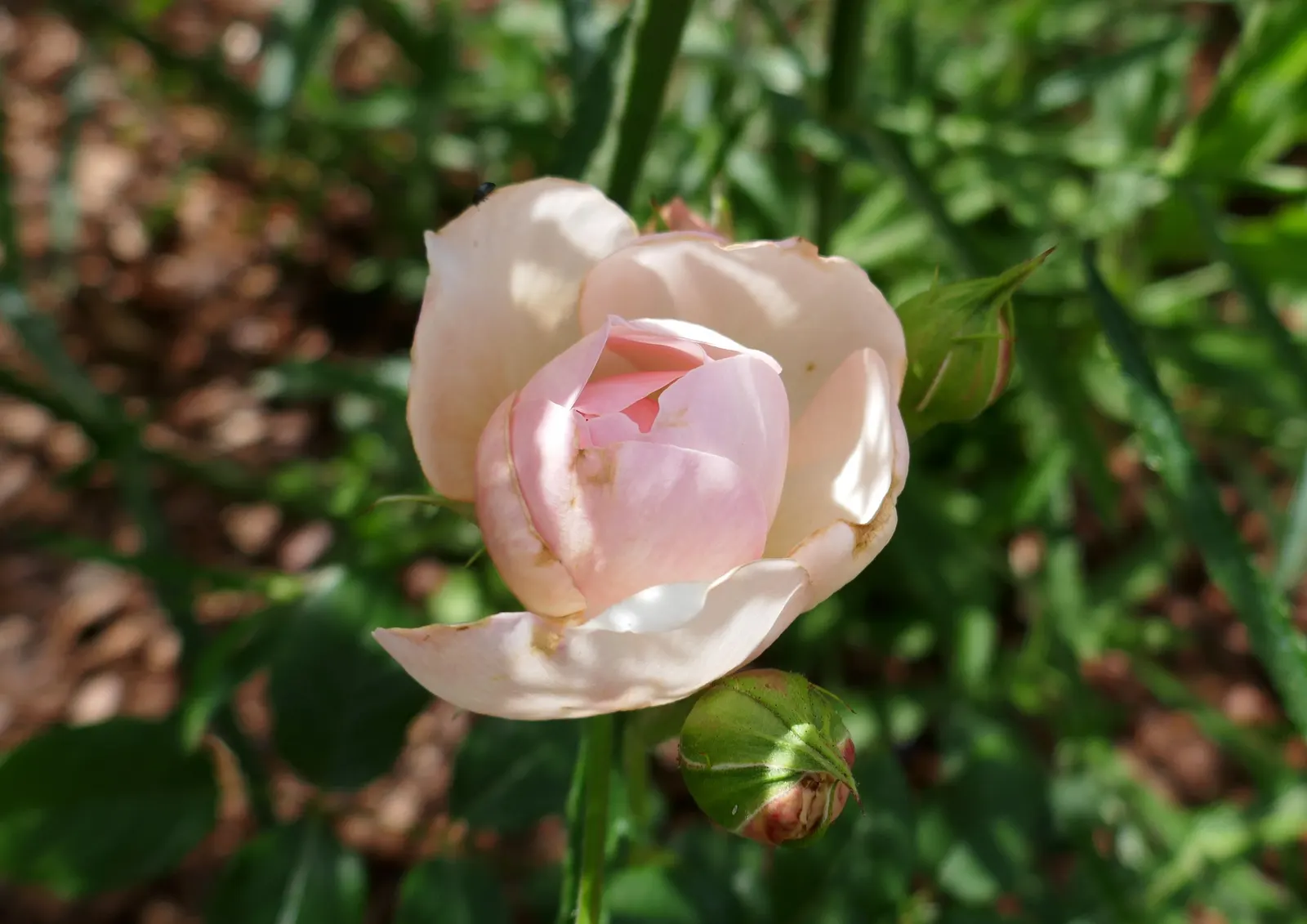 Heritage Rose (Rosa 'Heritage') — pink flowers in the garden